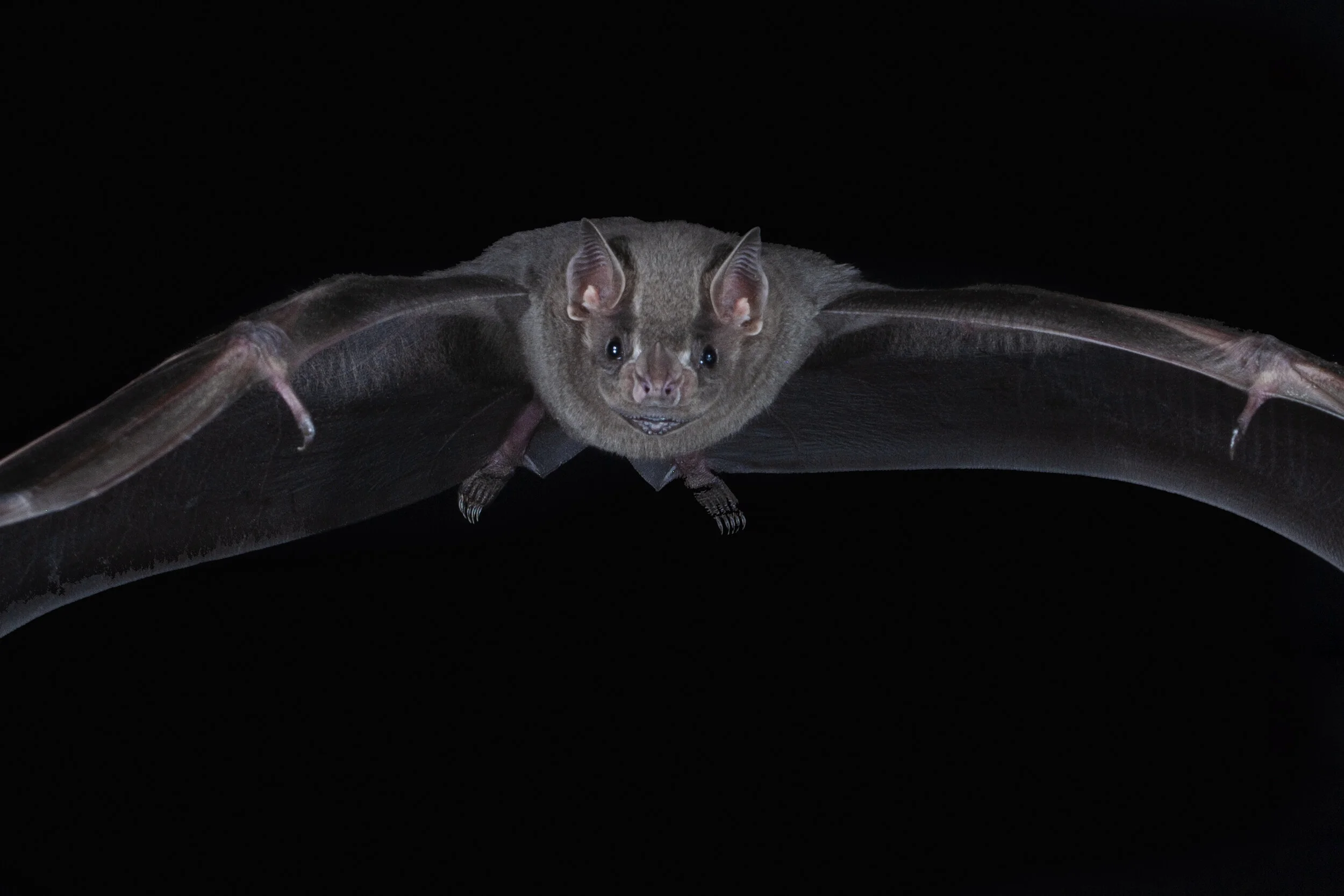 Artebius literatus 2.jpg