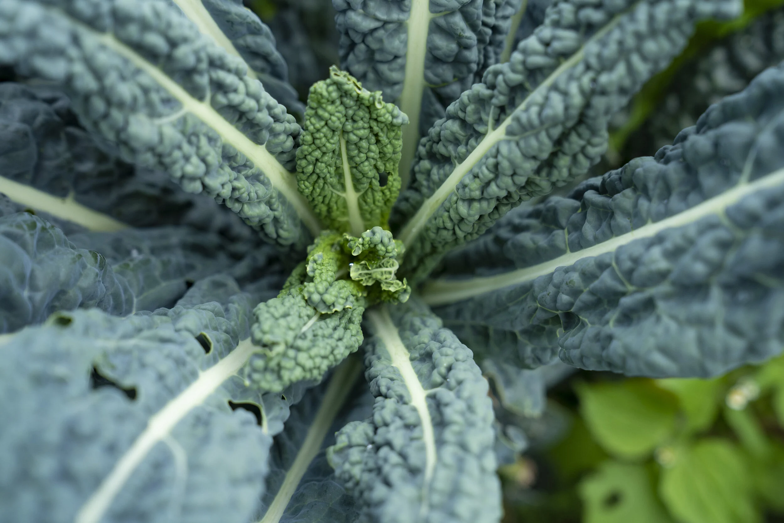 Garden-2021 (29).jpg