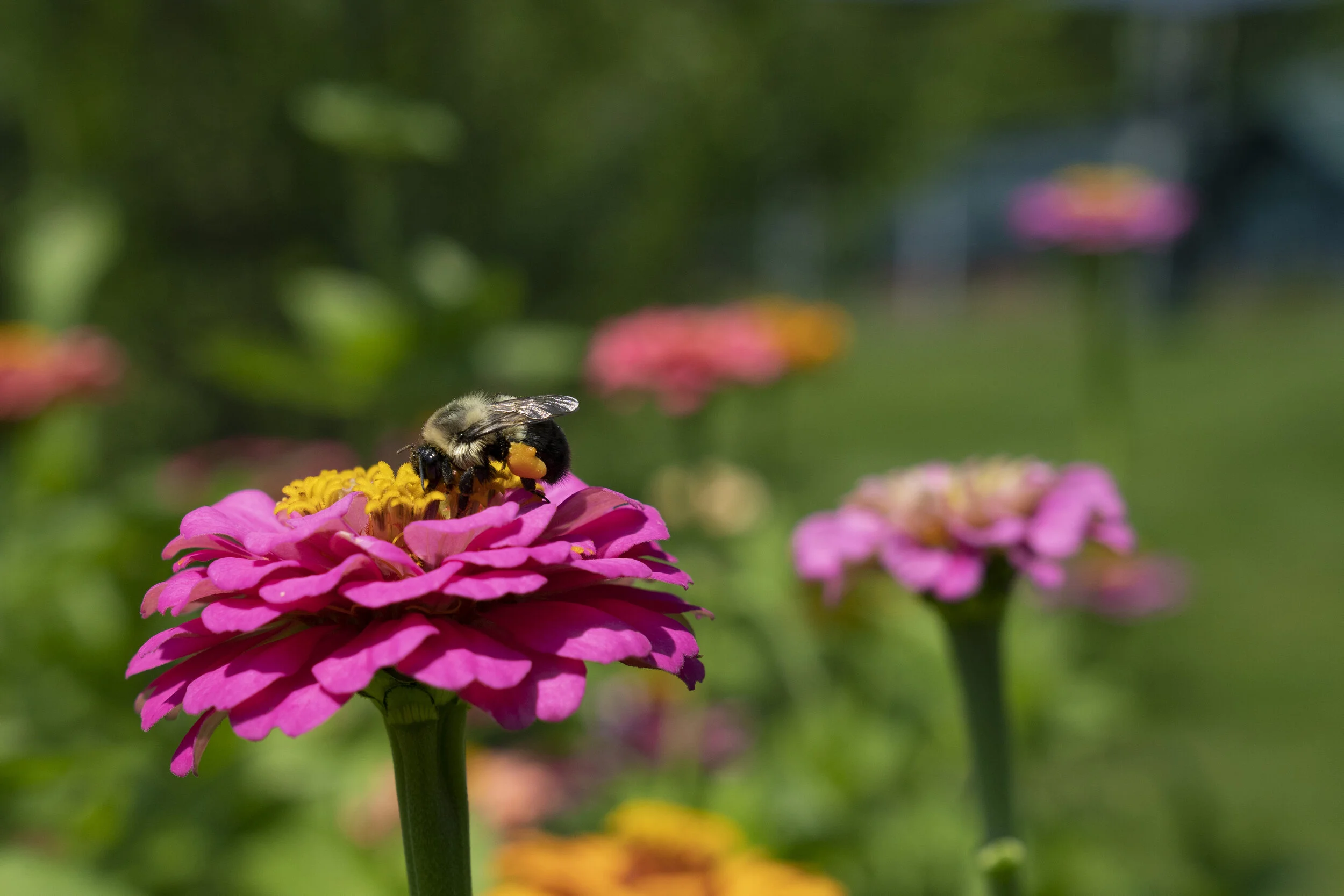 Garden-2021 (30).jpg