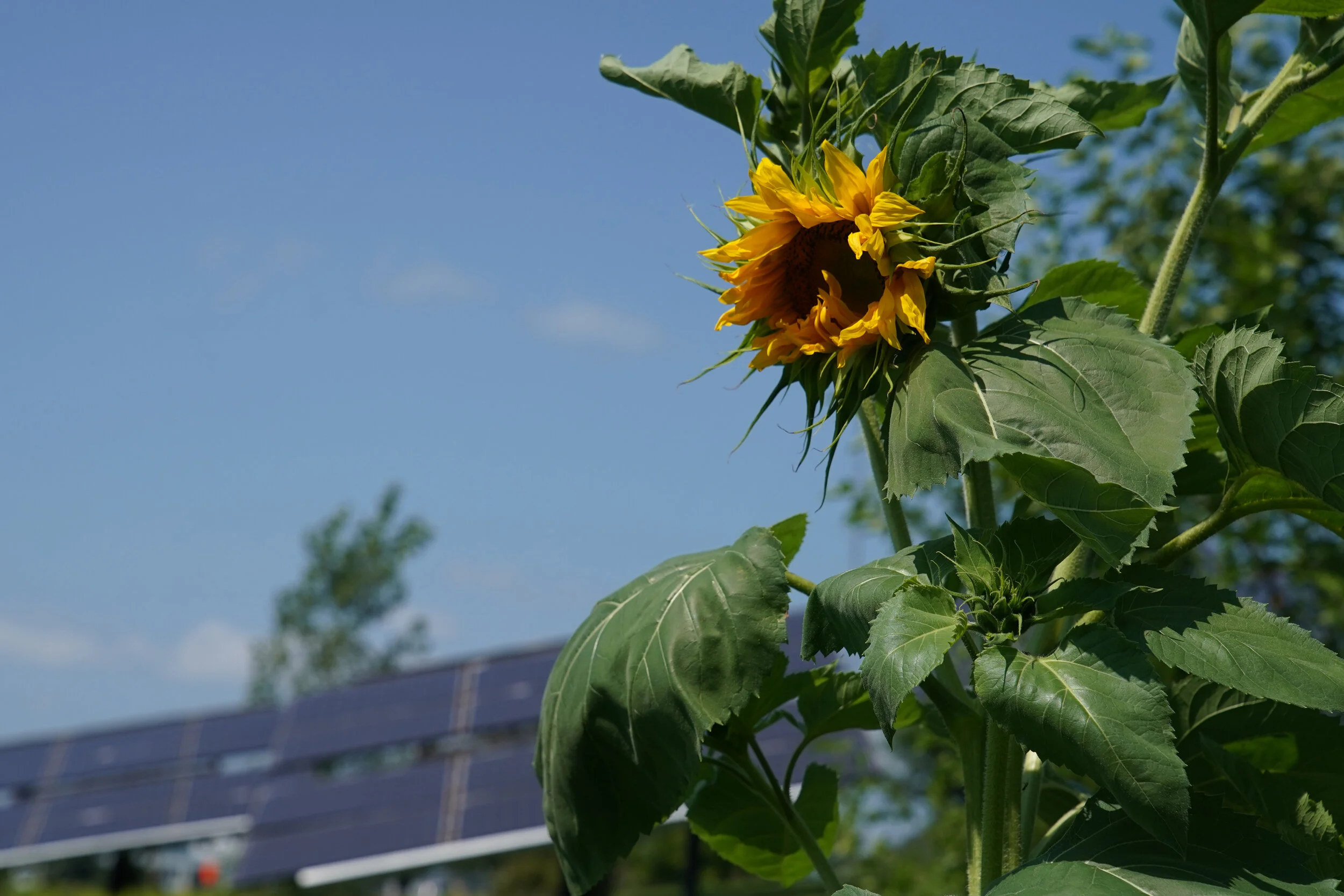 Garden-2021 (20).jpg