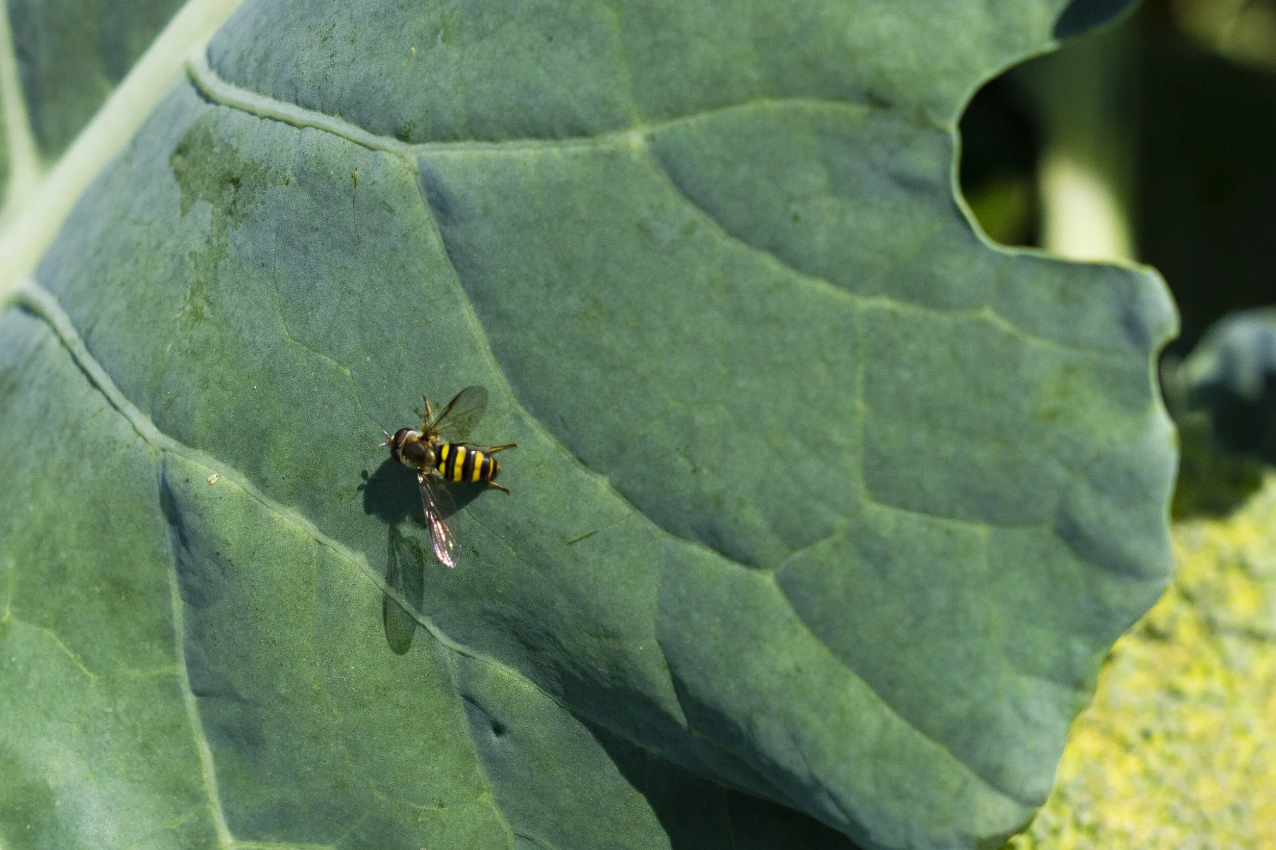 Garden-2021 (31).jpg