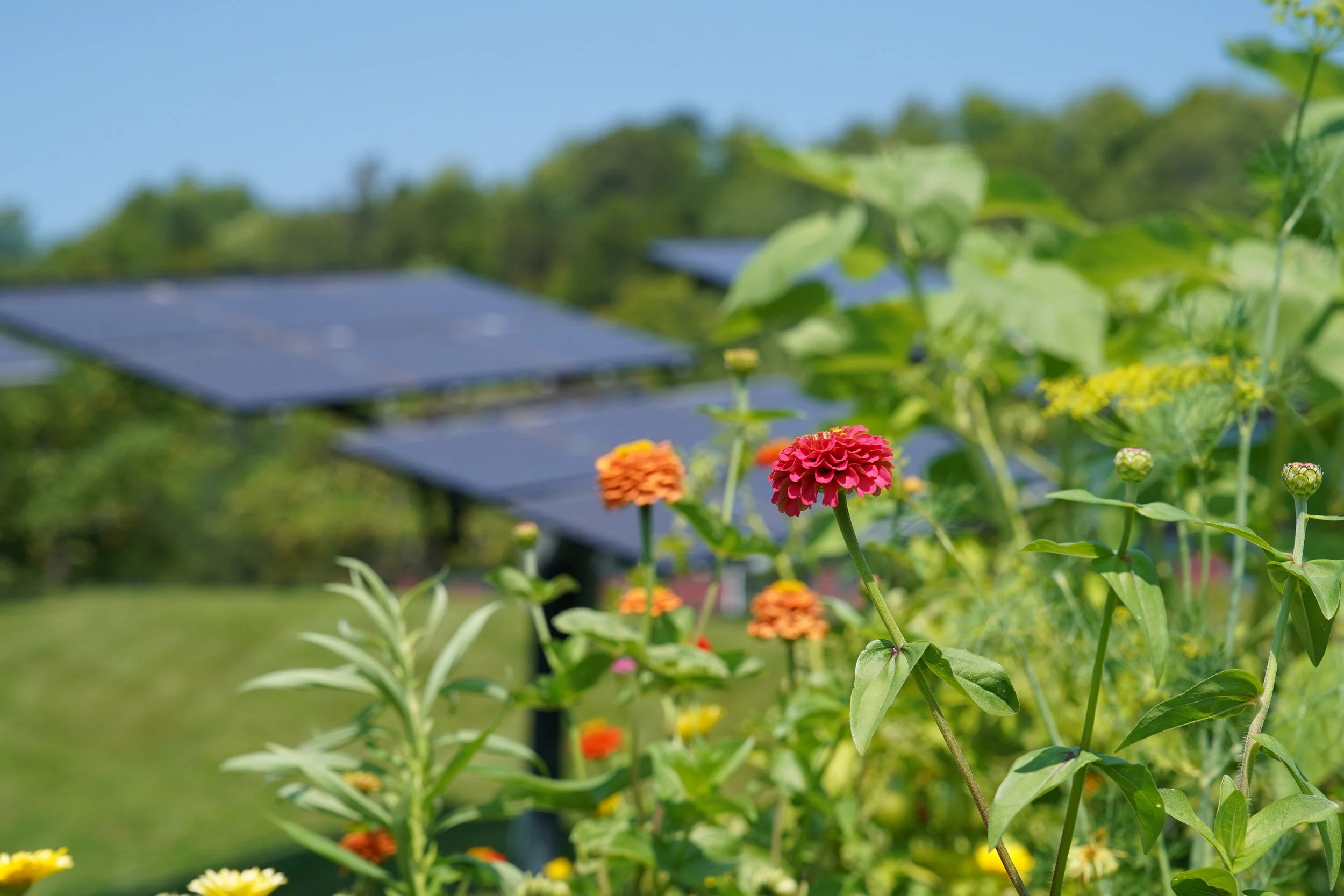 Garden-2021 (23).jpg