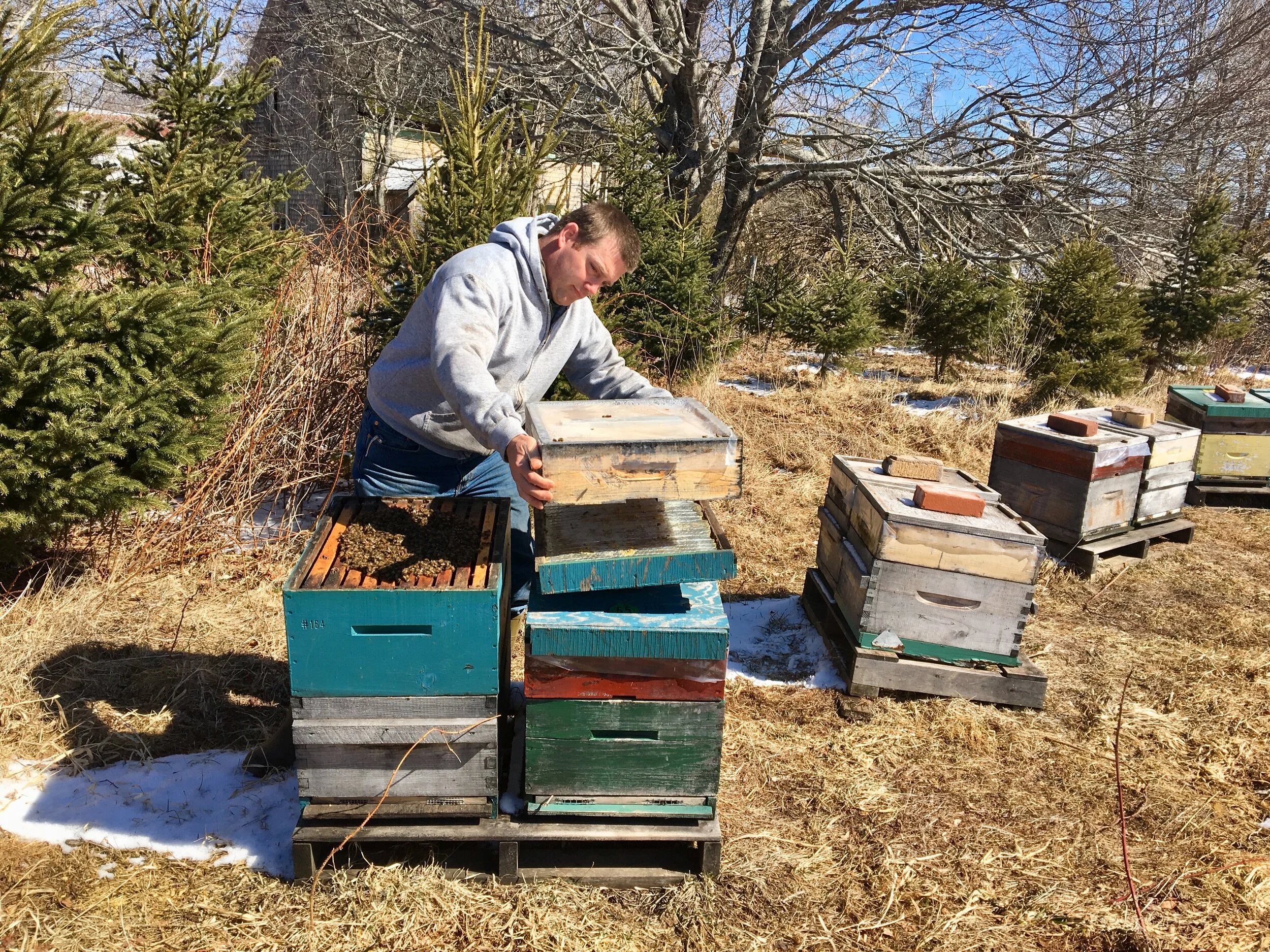 Some P.E.I. beekeepers worry pests will tag along in Ontario imports