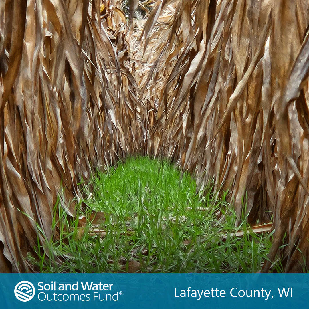 corn-cover-crop-10-20-23.png