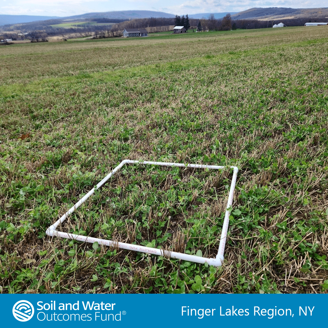 new-york-clover-cover-crop-12-1-23.png