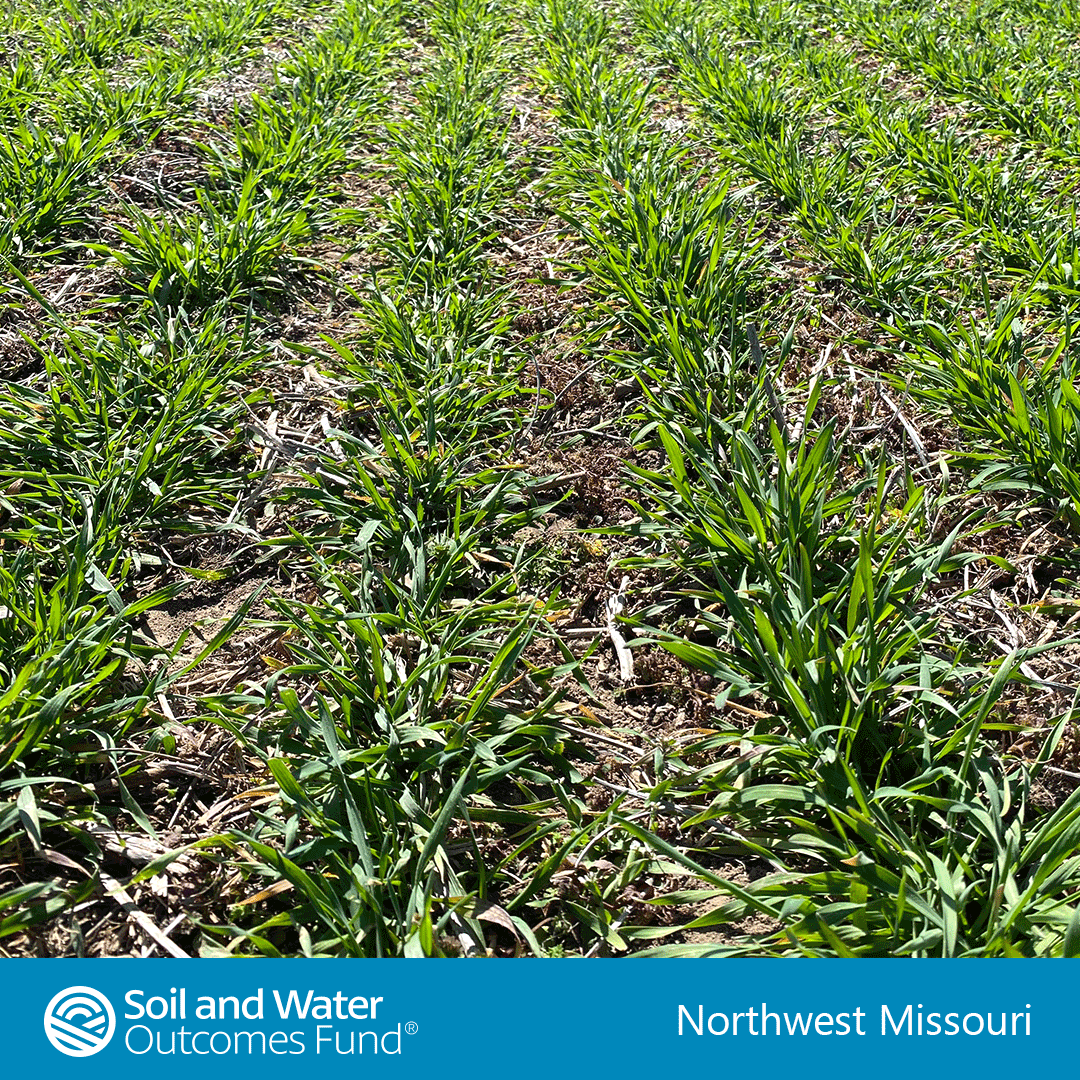 cereal-rye-cover-crop-southwest-missouri-3-24-swof.png