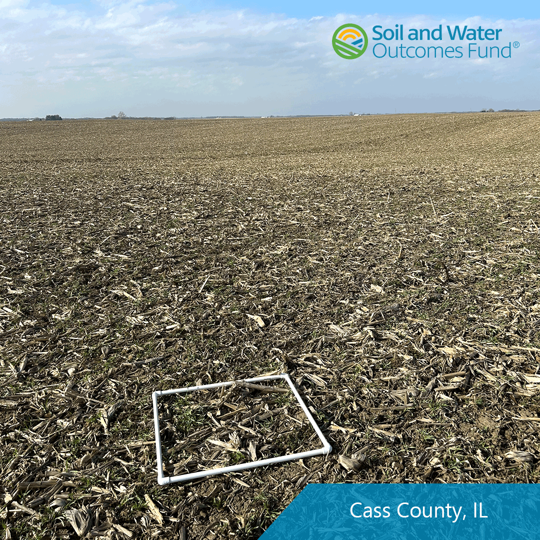 rye-cover-crop-reduced-tillage-Illinois-swof.png