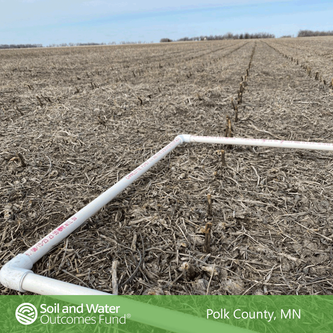 no-till-dry-beans-minnesota.png