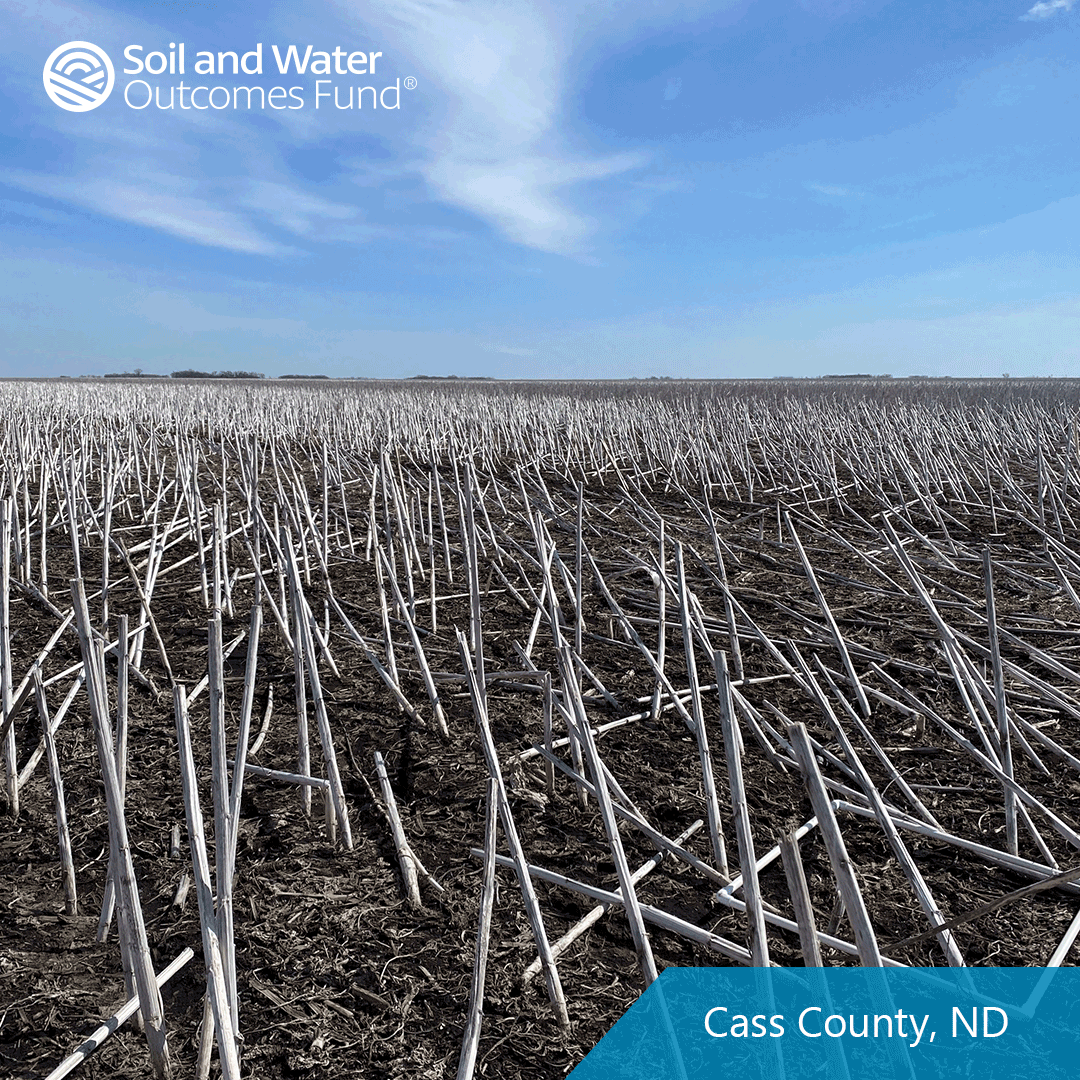 sunflowers-no-till-north-dakota-3-24.png