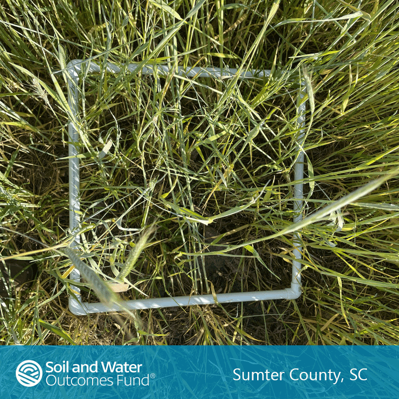 wheat-cover-crop-corn-to-cotton-south-carolina.png