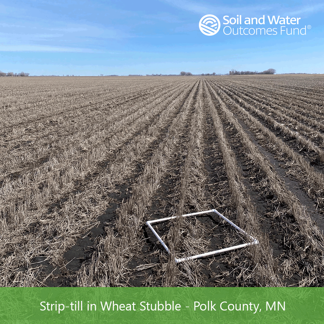 strip-till-wheat-cover-crop-minnesota.png