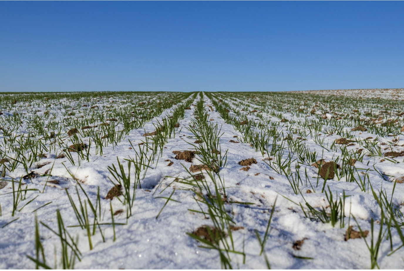 Cover Crop Termination: Prepping for the Season Ahead