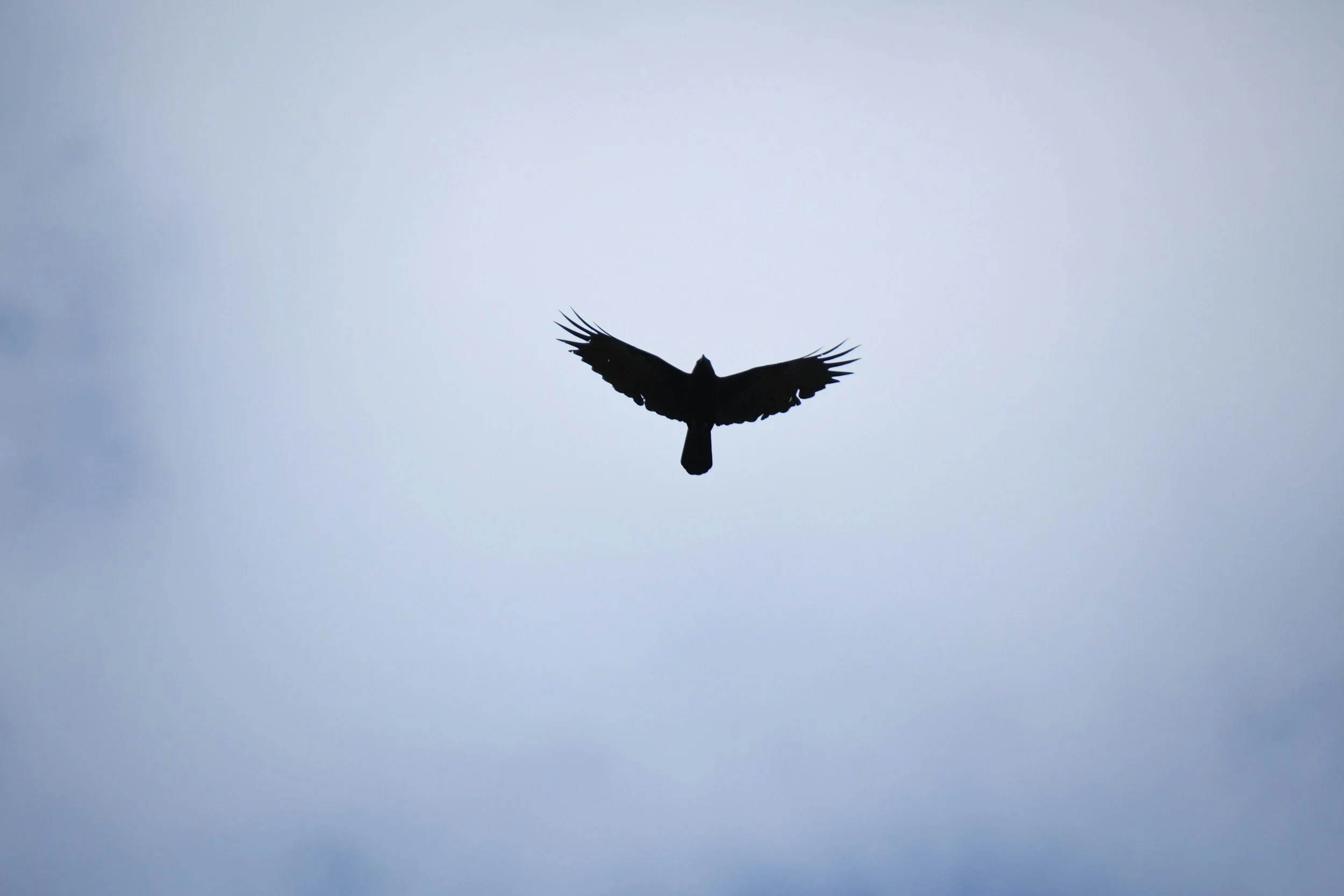 unsplash-image-_Ti6rG4uKic.jpg