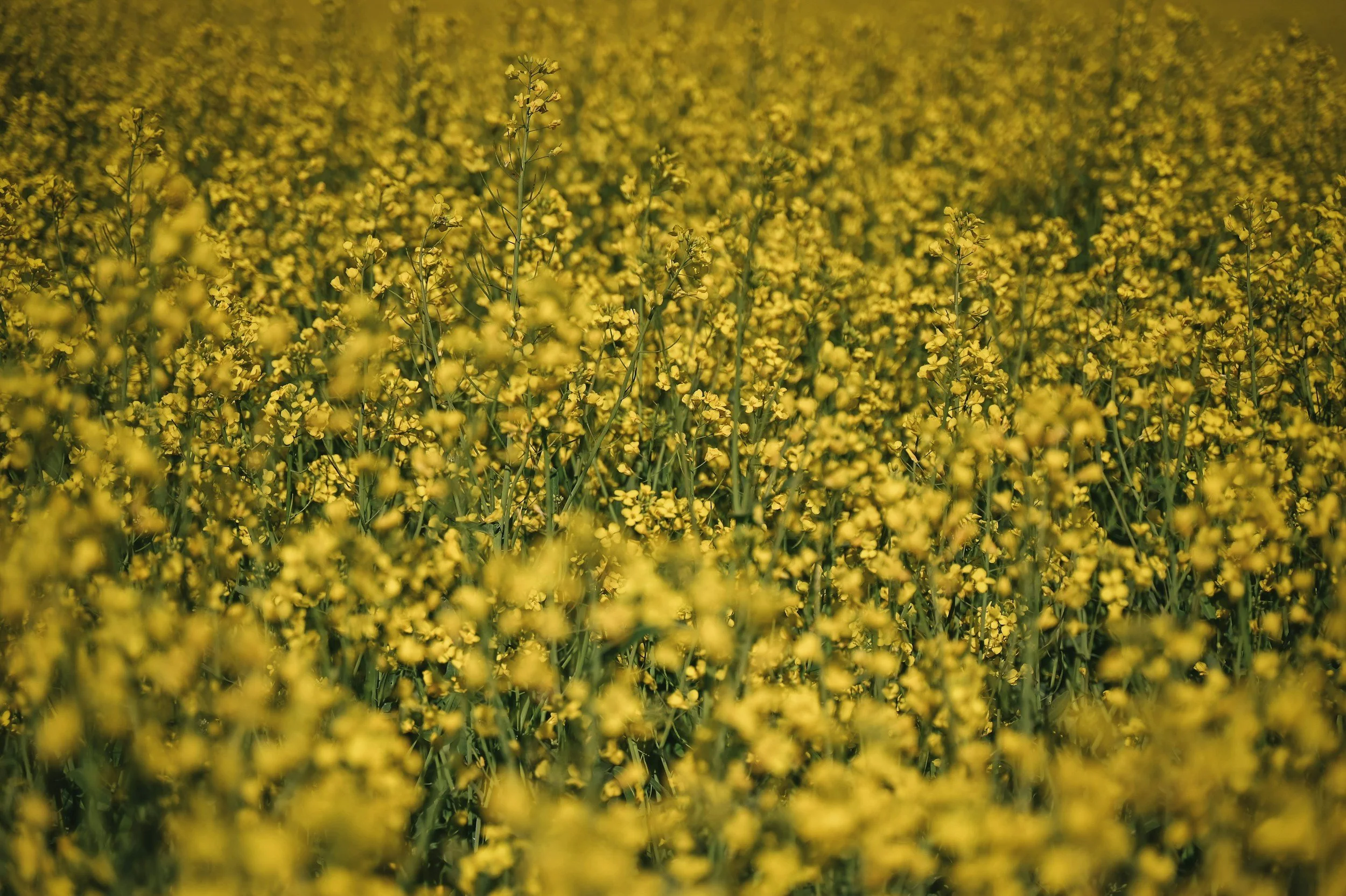 unsplash-image-FSx4YMHRfLI.jpg