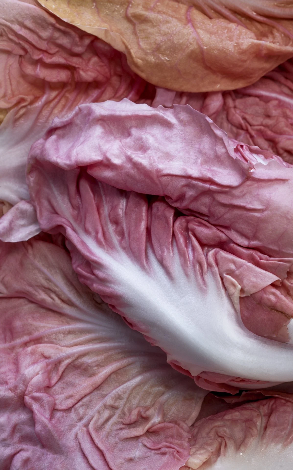 Bondi Produce - Images used to Sell and Market Seasonal Fruit and Veg