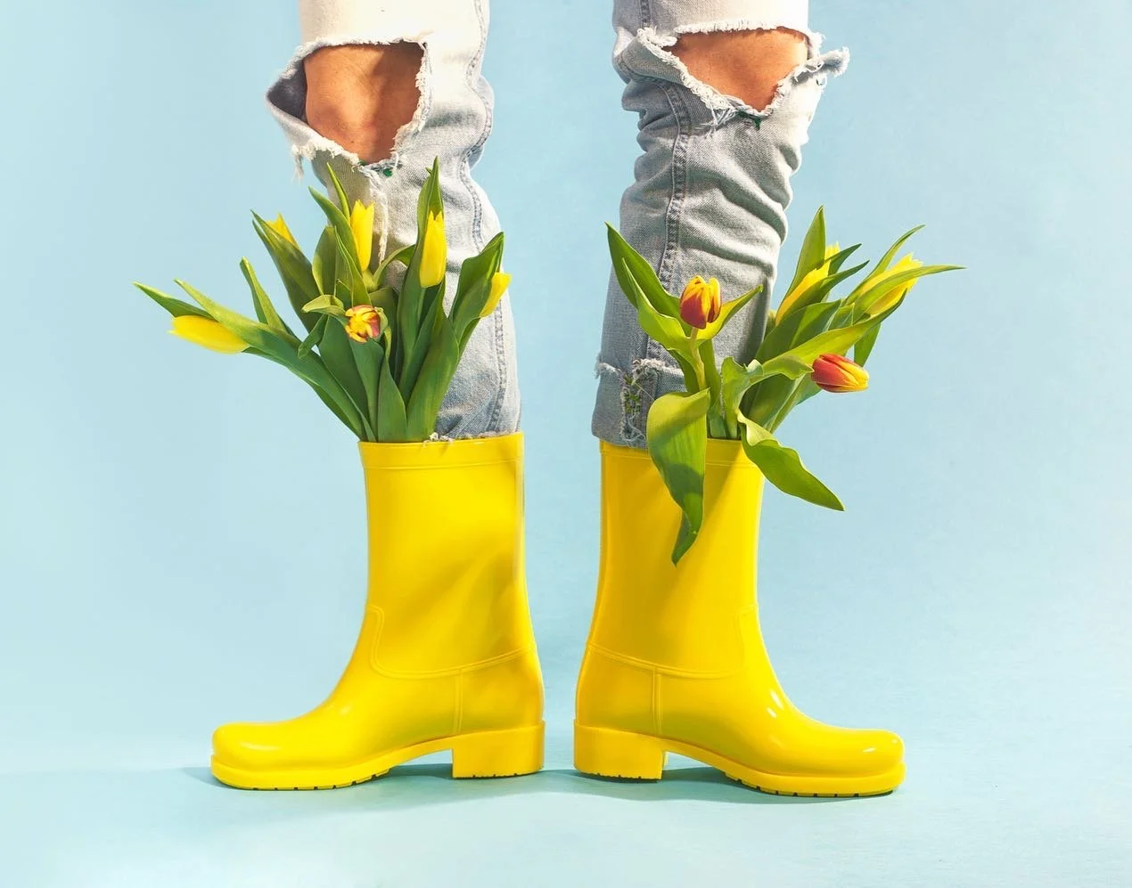 Growing Tulips