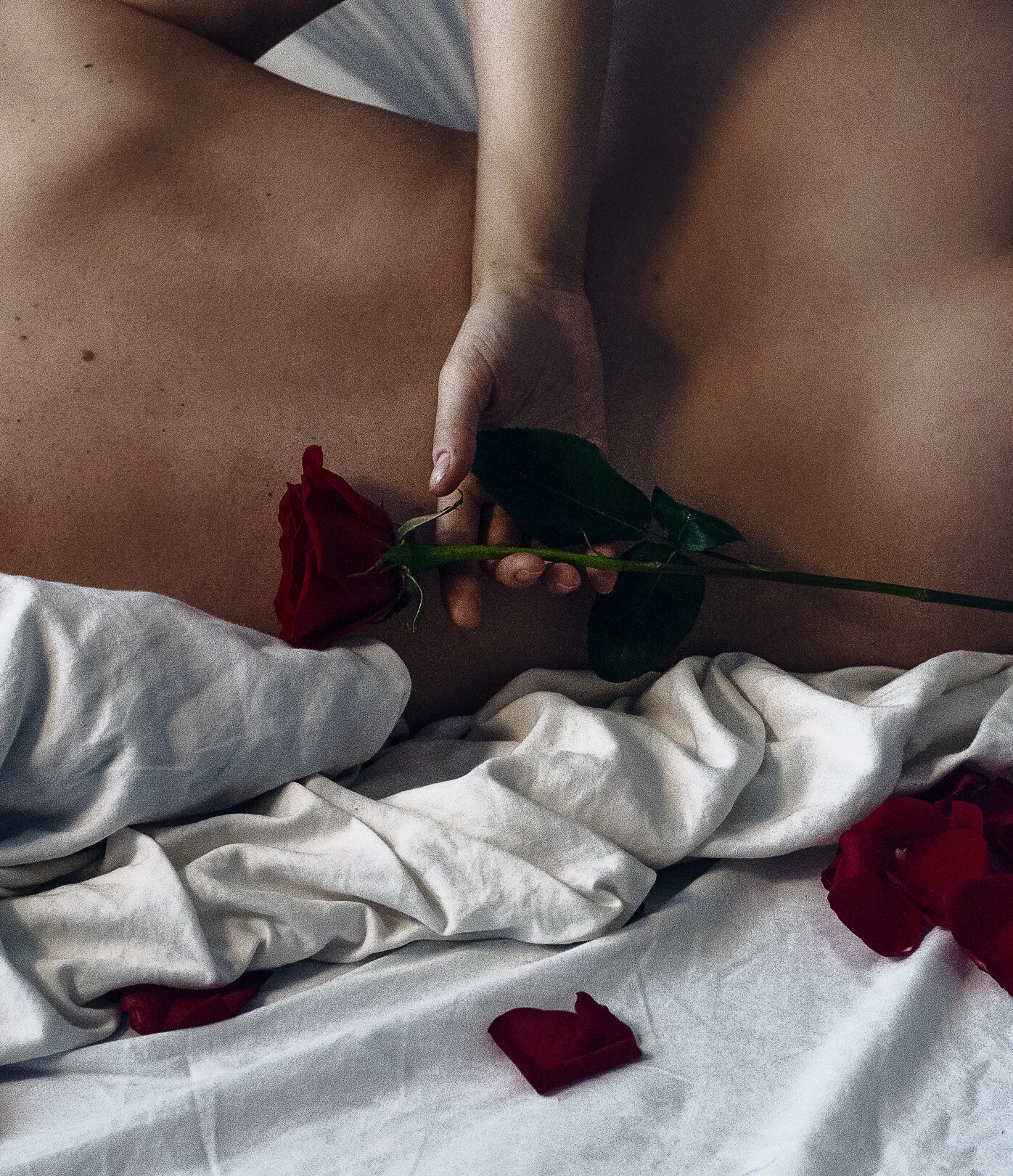Dreaming Of Roses