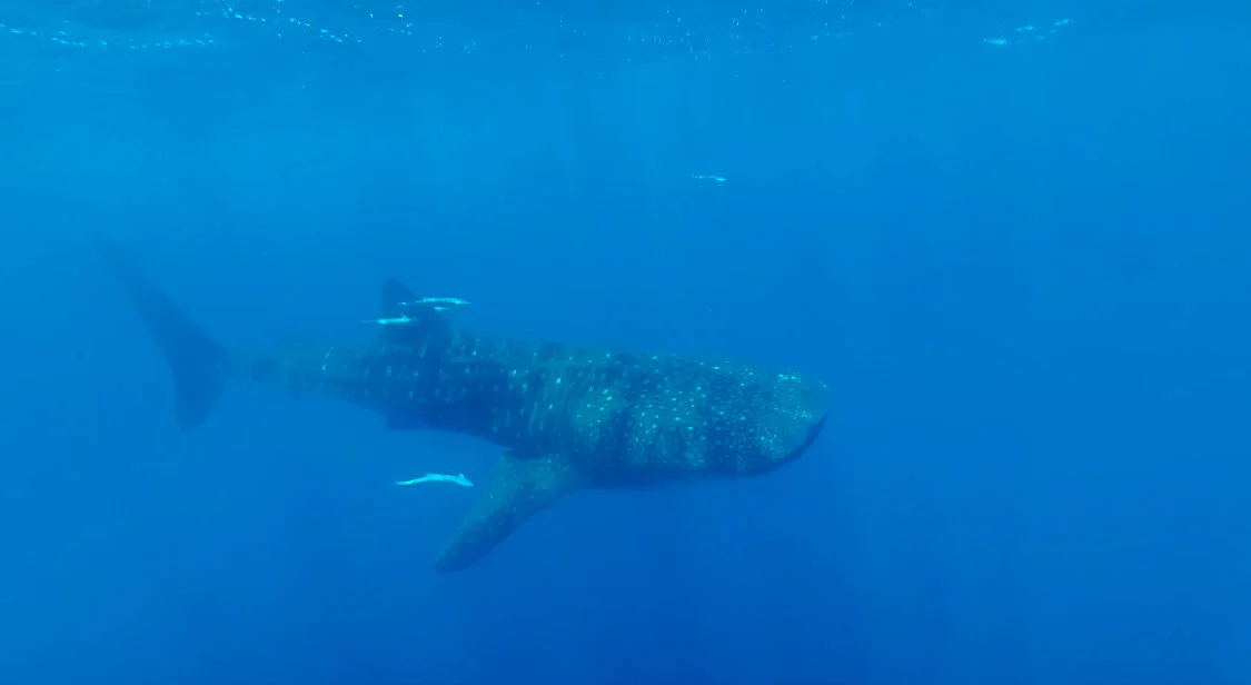 A trip to Madagascar is not complete until you hop in the water with the whale sharks!