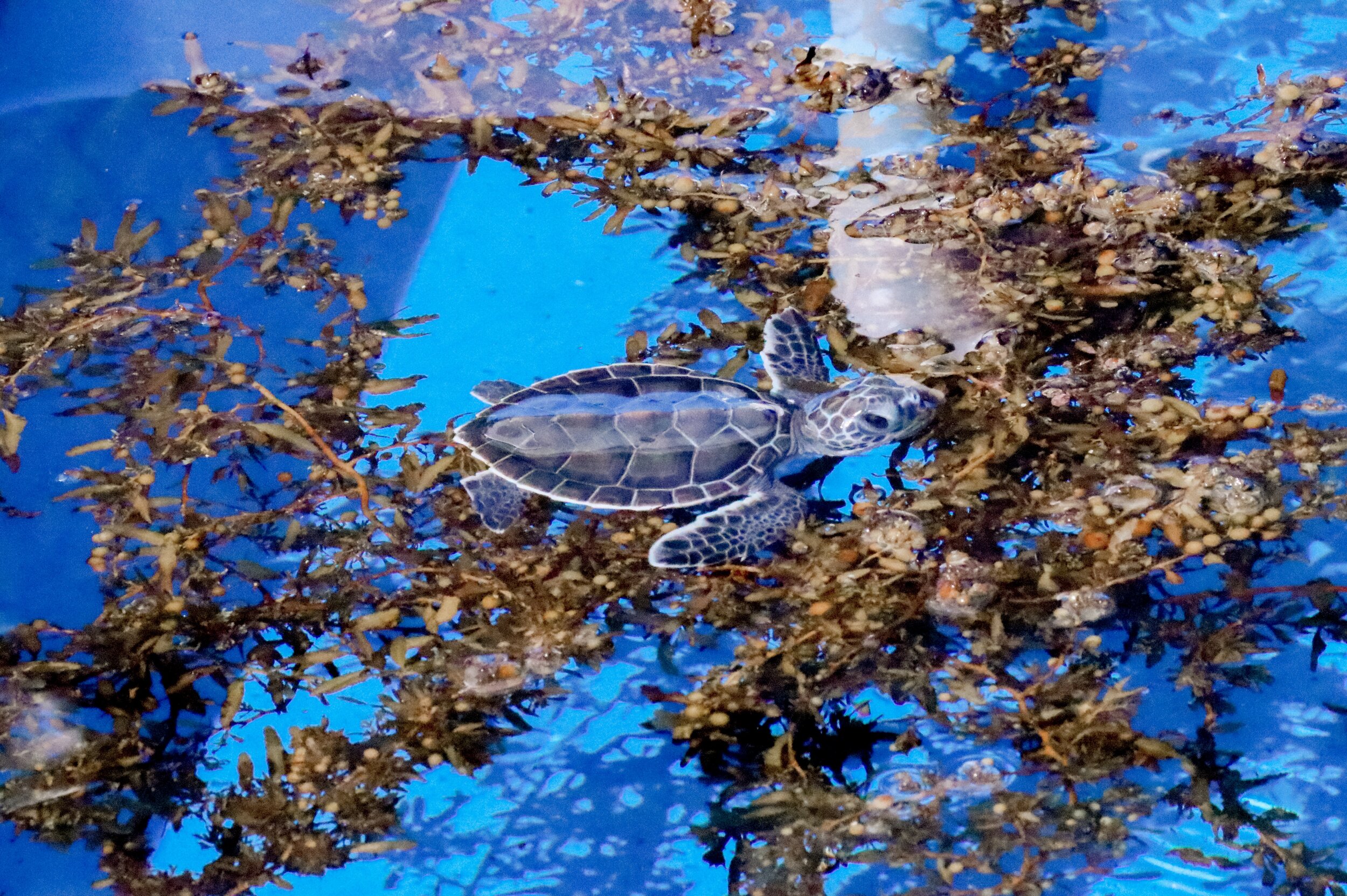 Turtle Hatchling at Loggerhead Marinelife Center