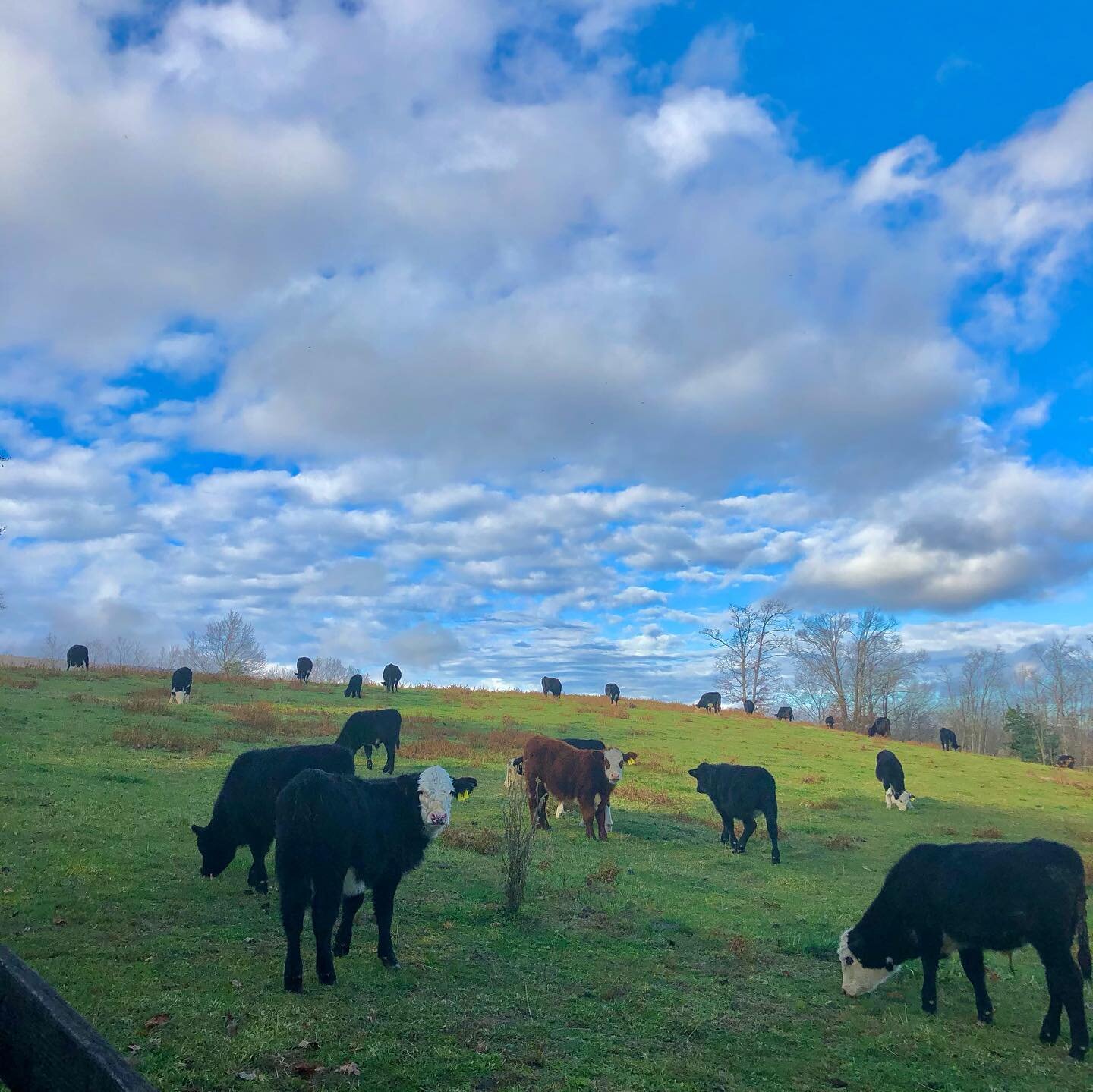cows coffee cabin (nov photo dump)