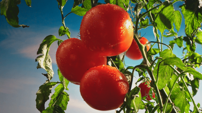papa_johns_international__301080p-ezgif.com-video-to-gif-converter (1).gif