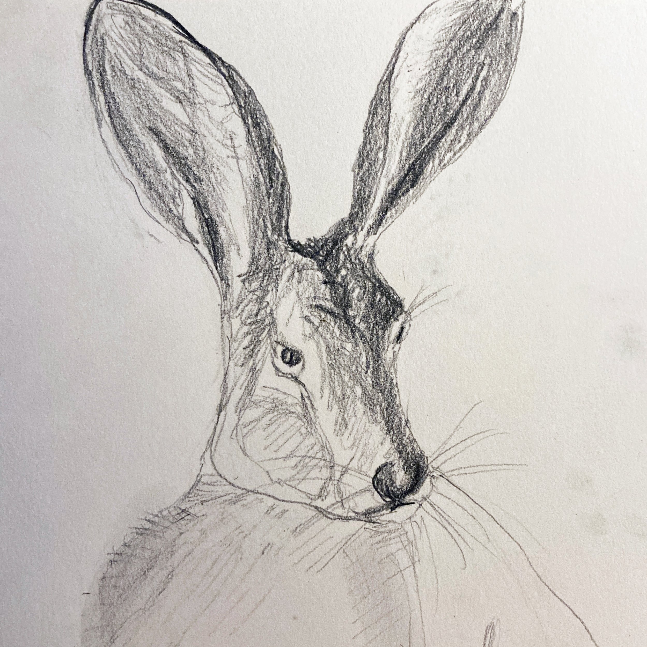 Drawing Jack Rabbit.jpg