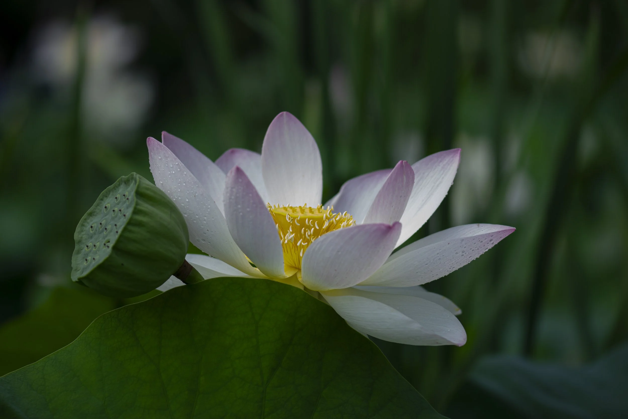 Lotus 1.jpg