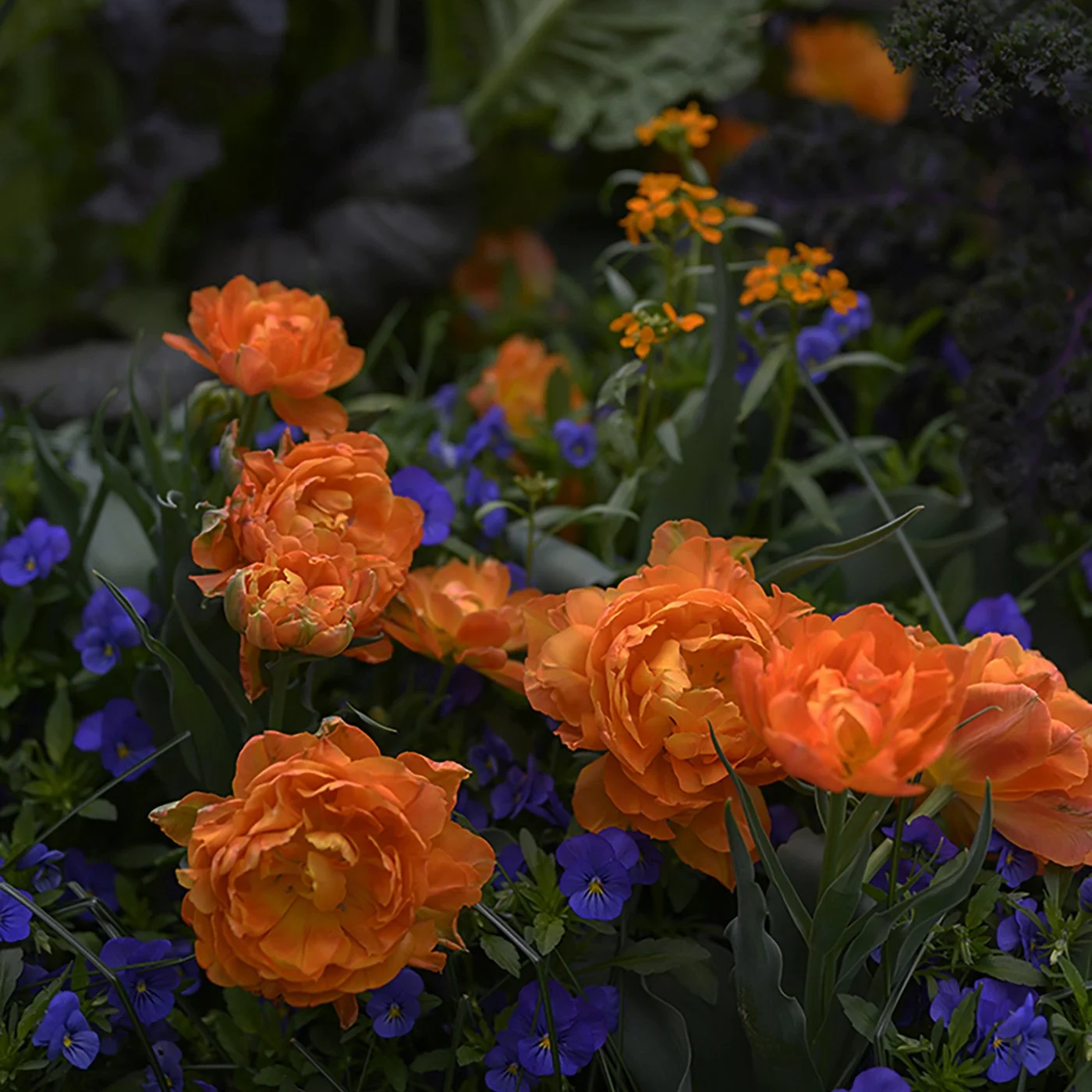 Fiery Orange Roses.jpg