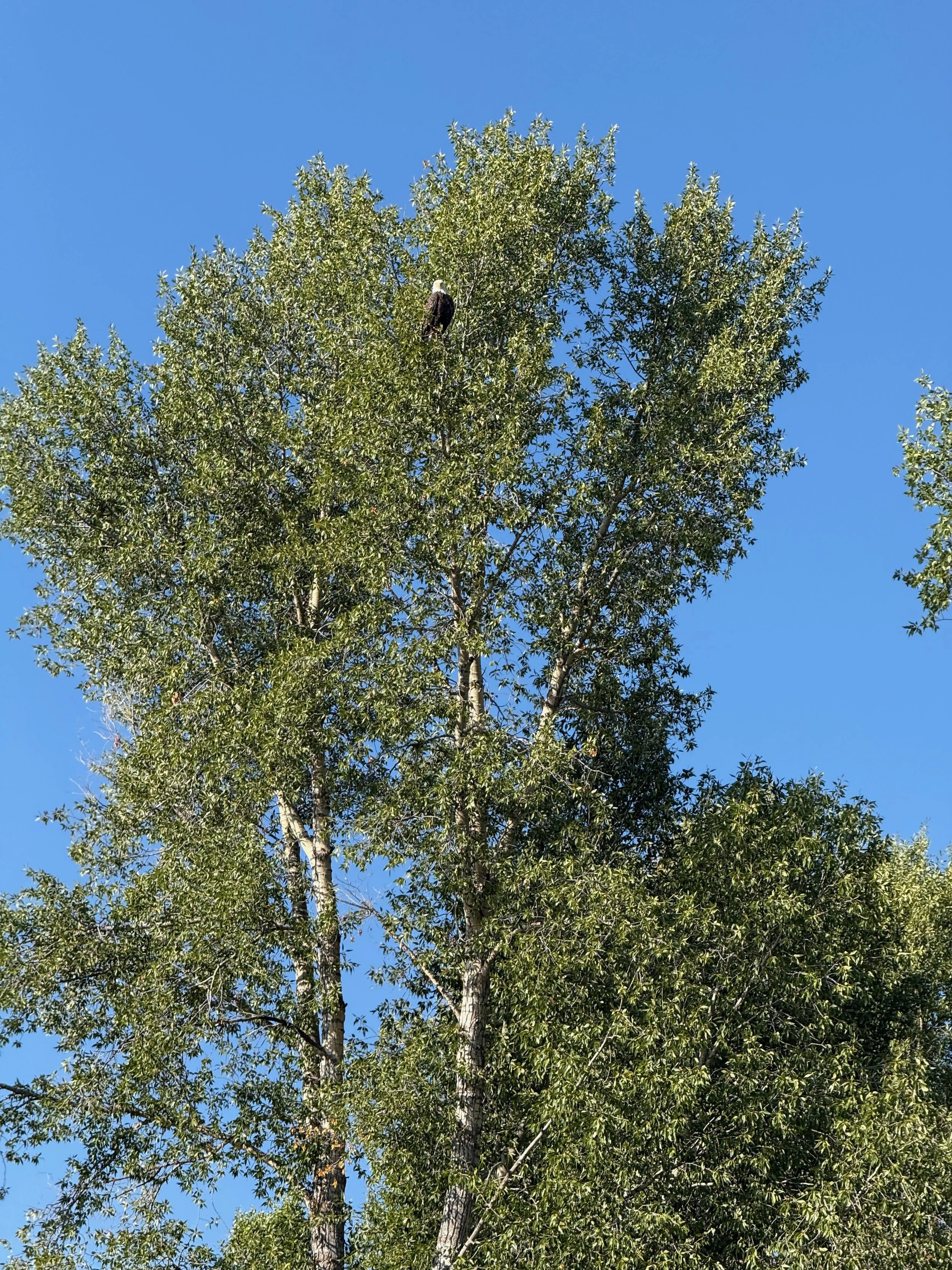 Copy of IMG_2145.jpeg