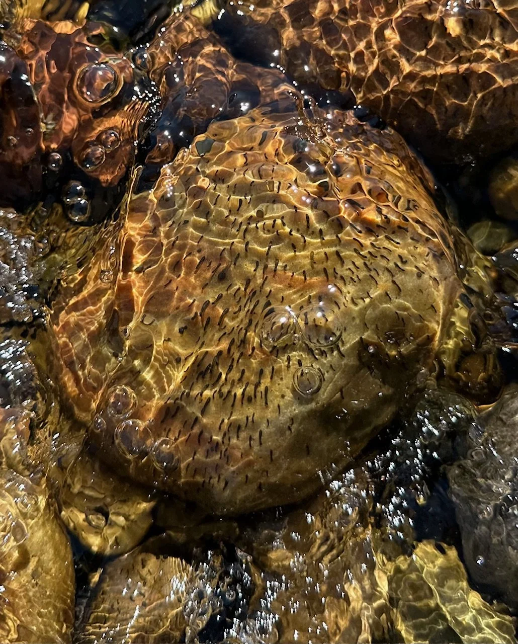 Copy of IMG_3655.jpeg