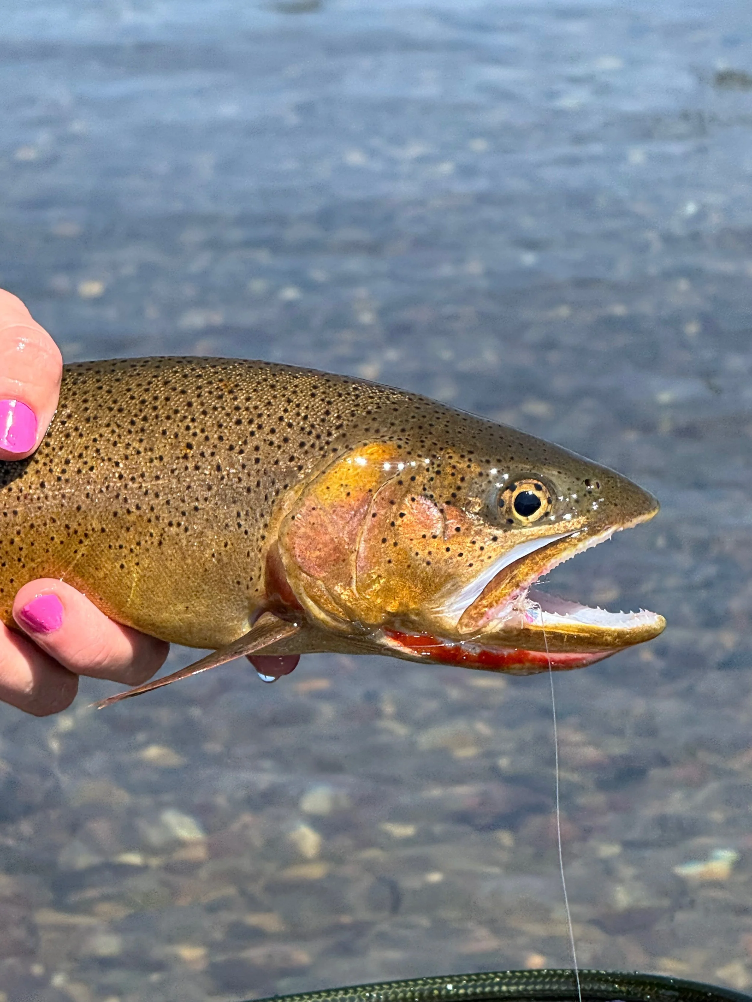 Copy of IMG_6805.jpeg