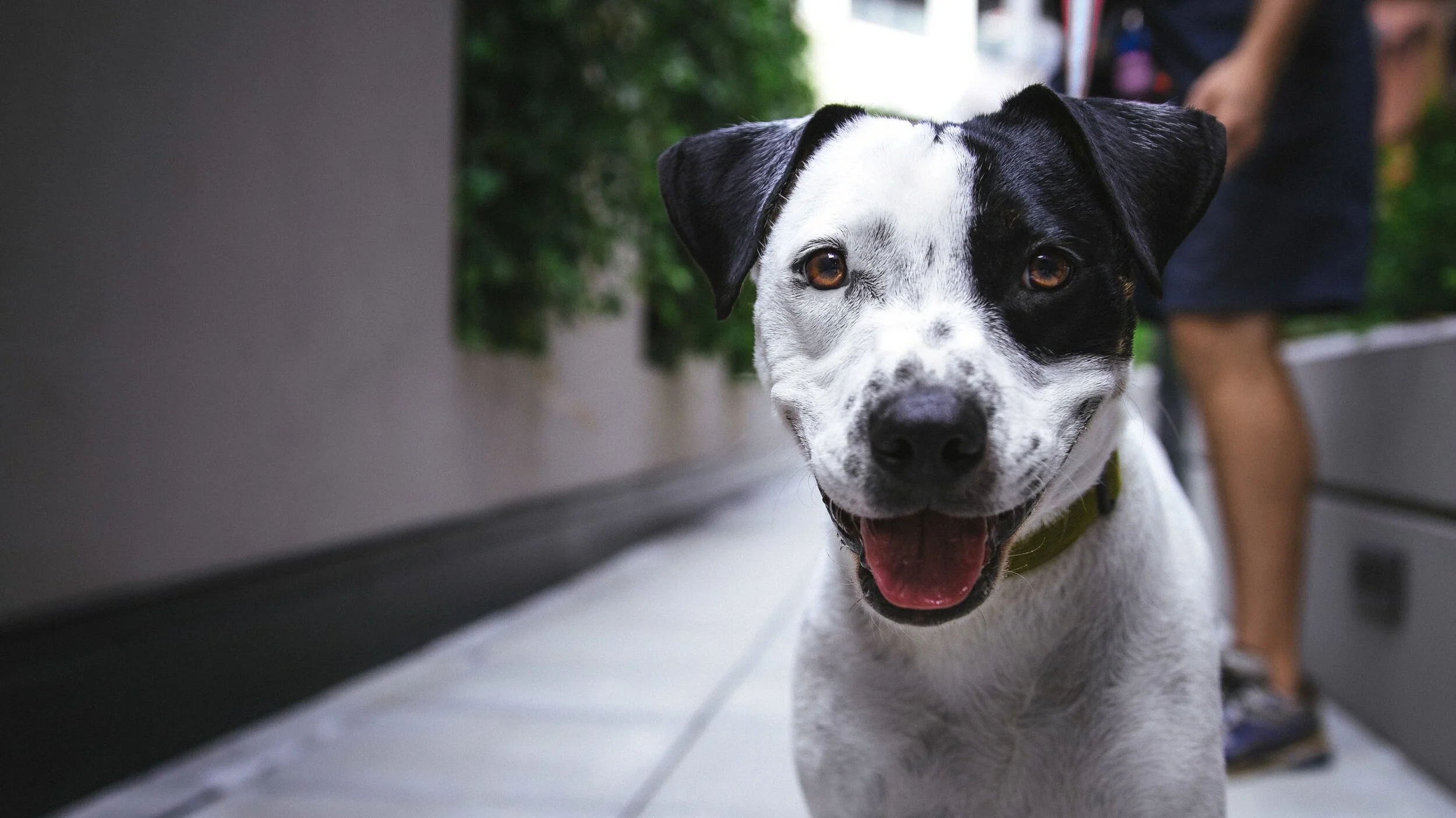 A vida com cães e os pequenos detalhes que fazem toda a diferença.