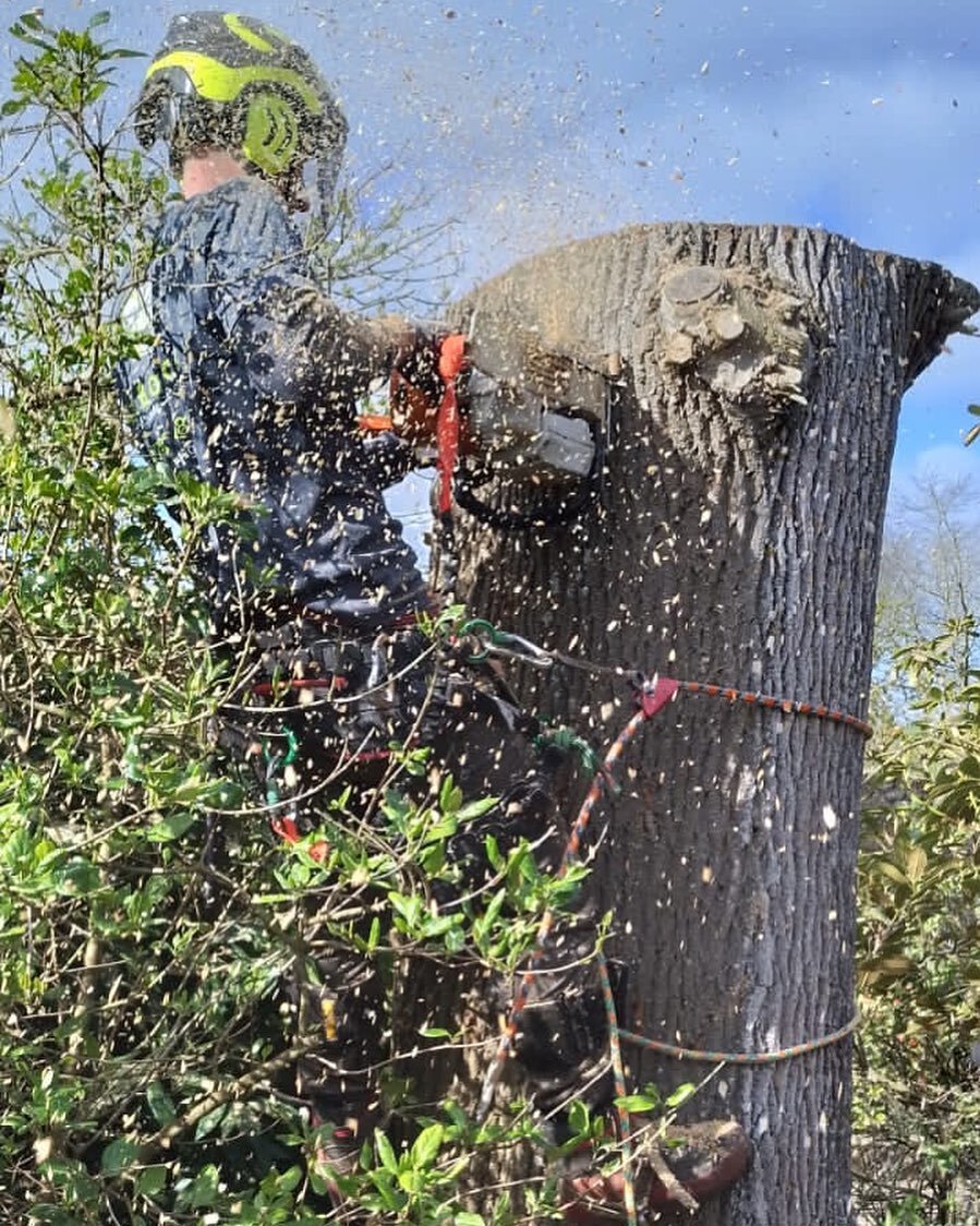 #arbologyguernsey #treesurgeon #arboristclimber #arborist #treeclimber #stihl