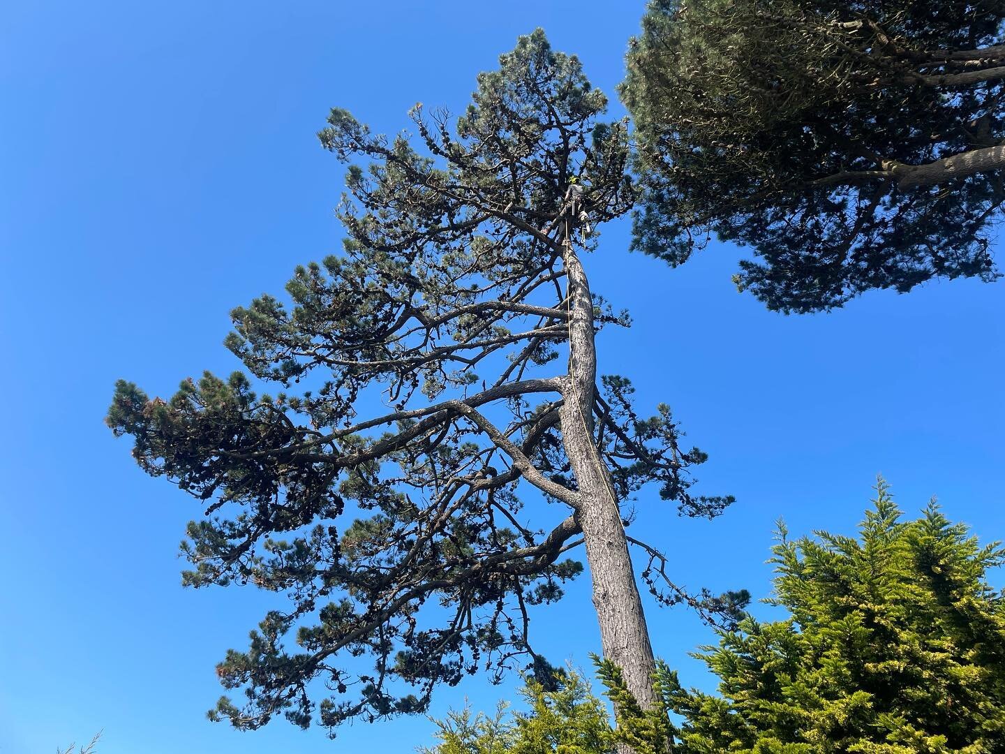 @beau_flouquet getting a decent climb in removing dead wood today. Fine job! 😀💪🌳🪚🪵 #arbologyguernsey #treesurgeon #arborist #treeclimber #deadwood #stihl