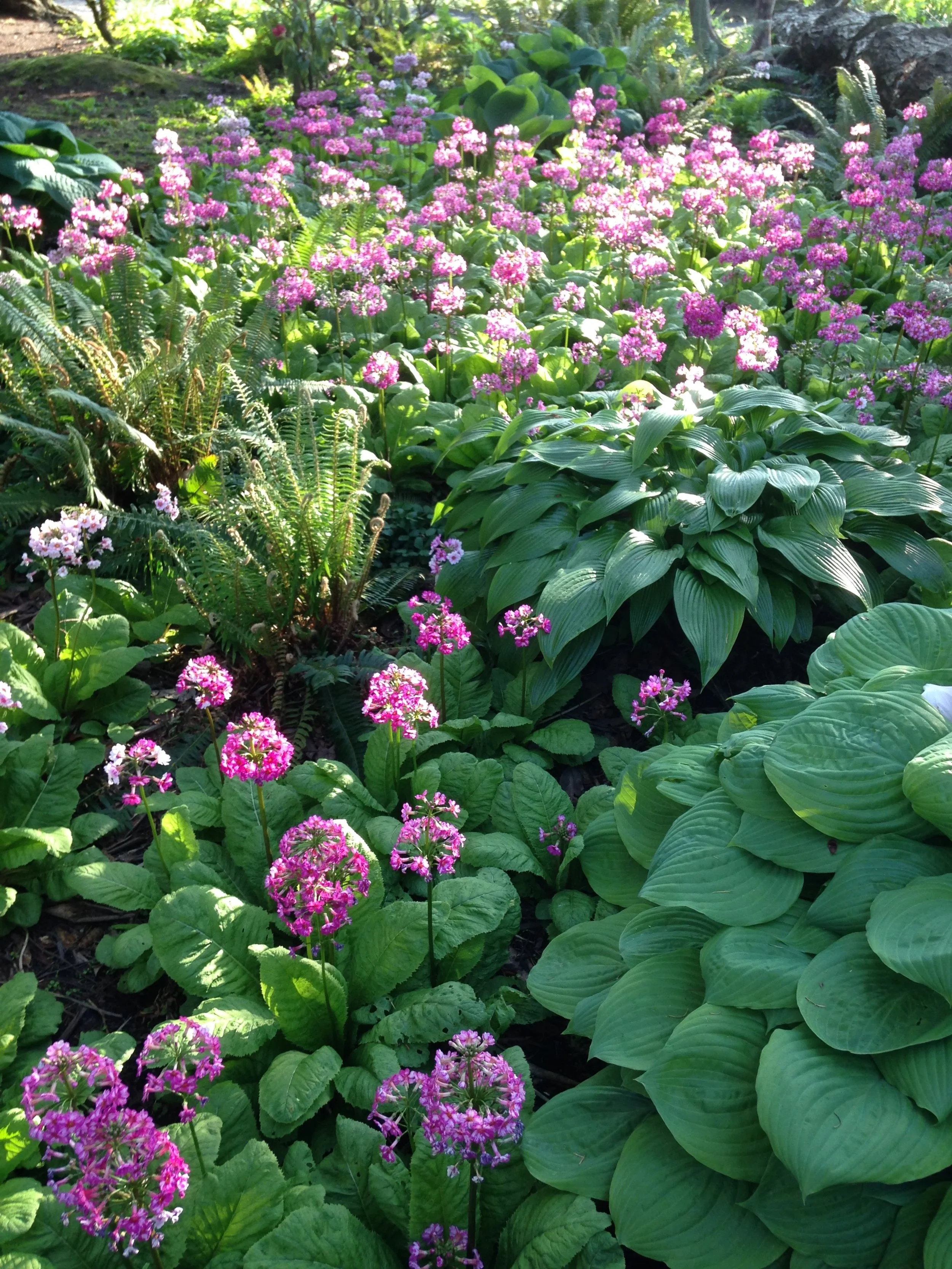Trans Latinx Gardening Collective