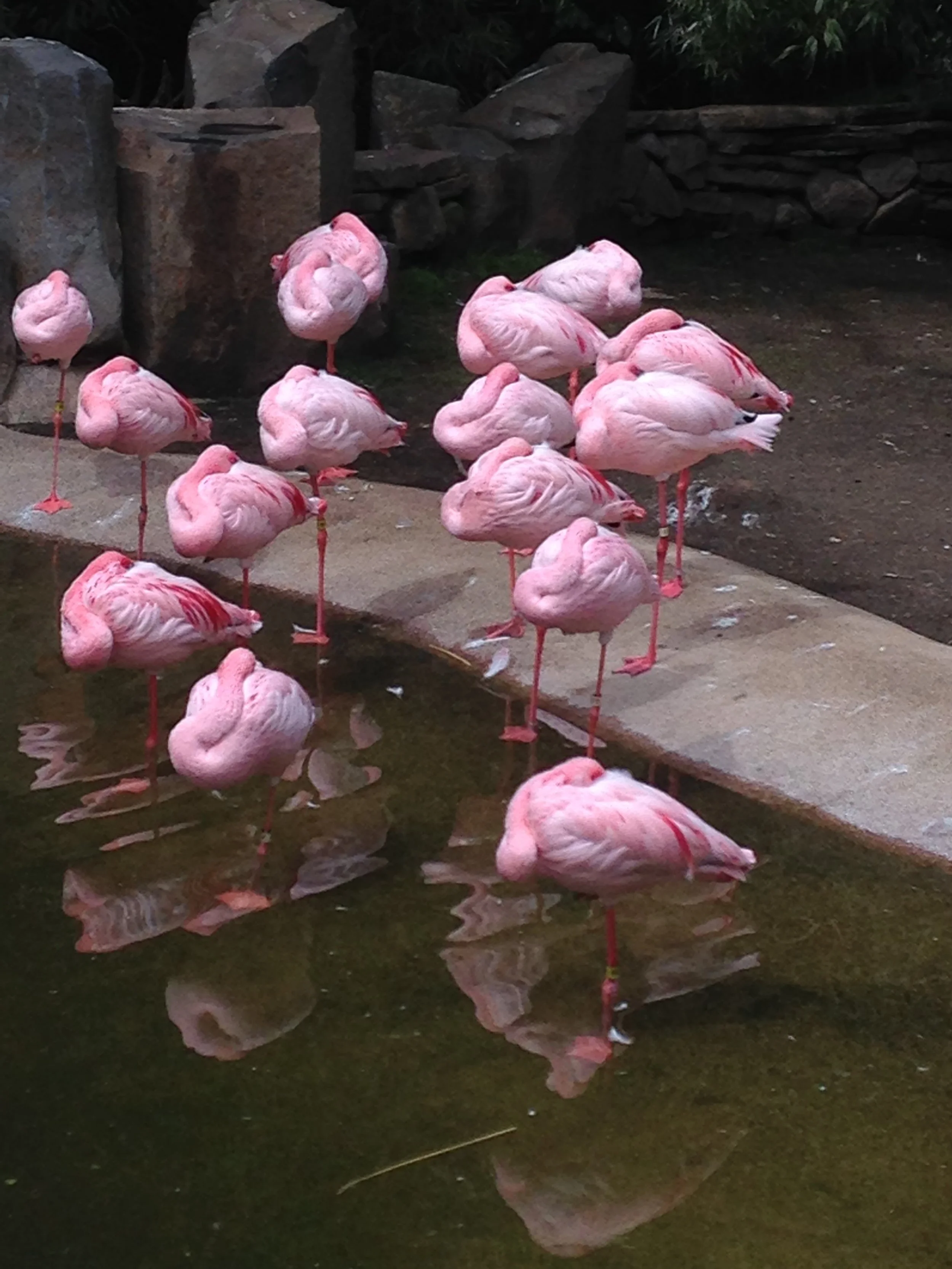 Pink Flamingos