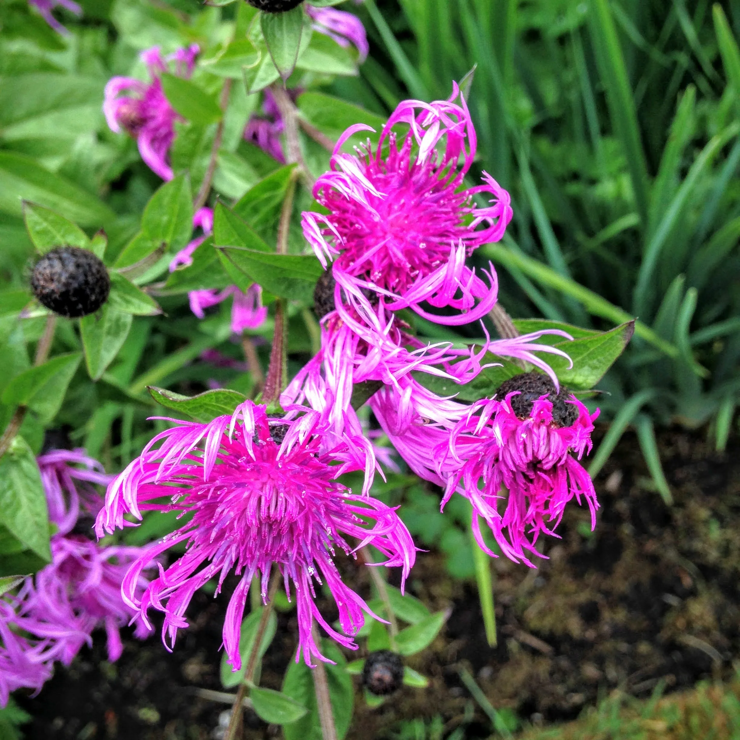 The Queer Gardener's Almanac