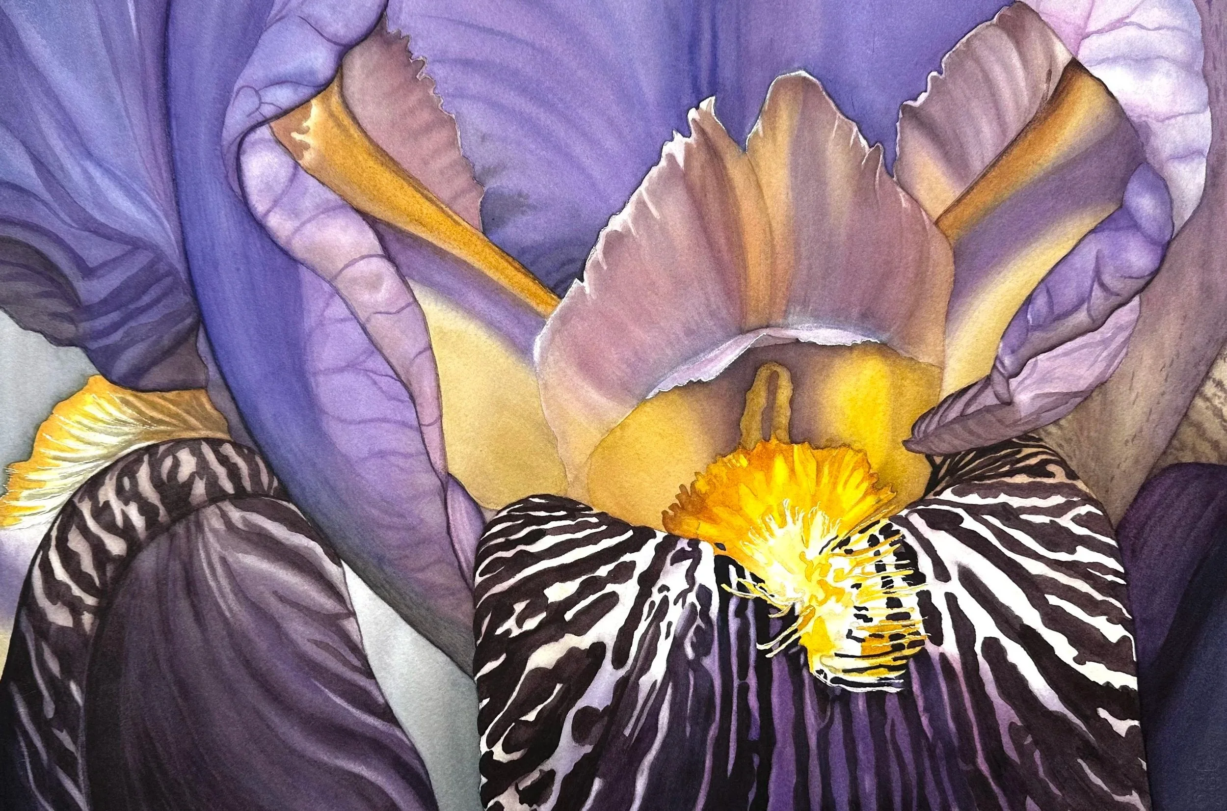 Close up of a Bearded Iris in colours of purple and gold