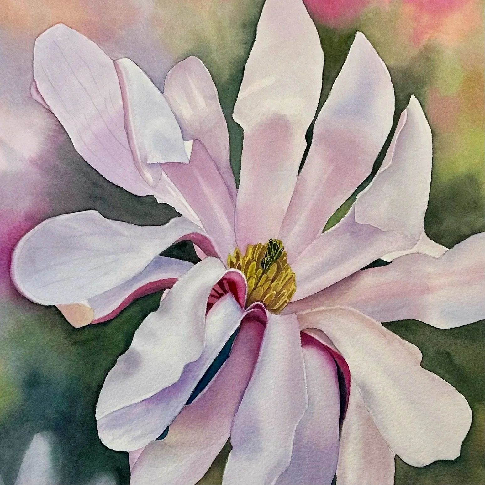 MagnoliaStellata.jpg