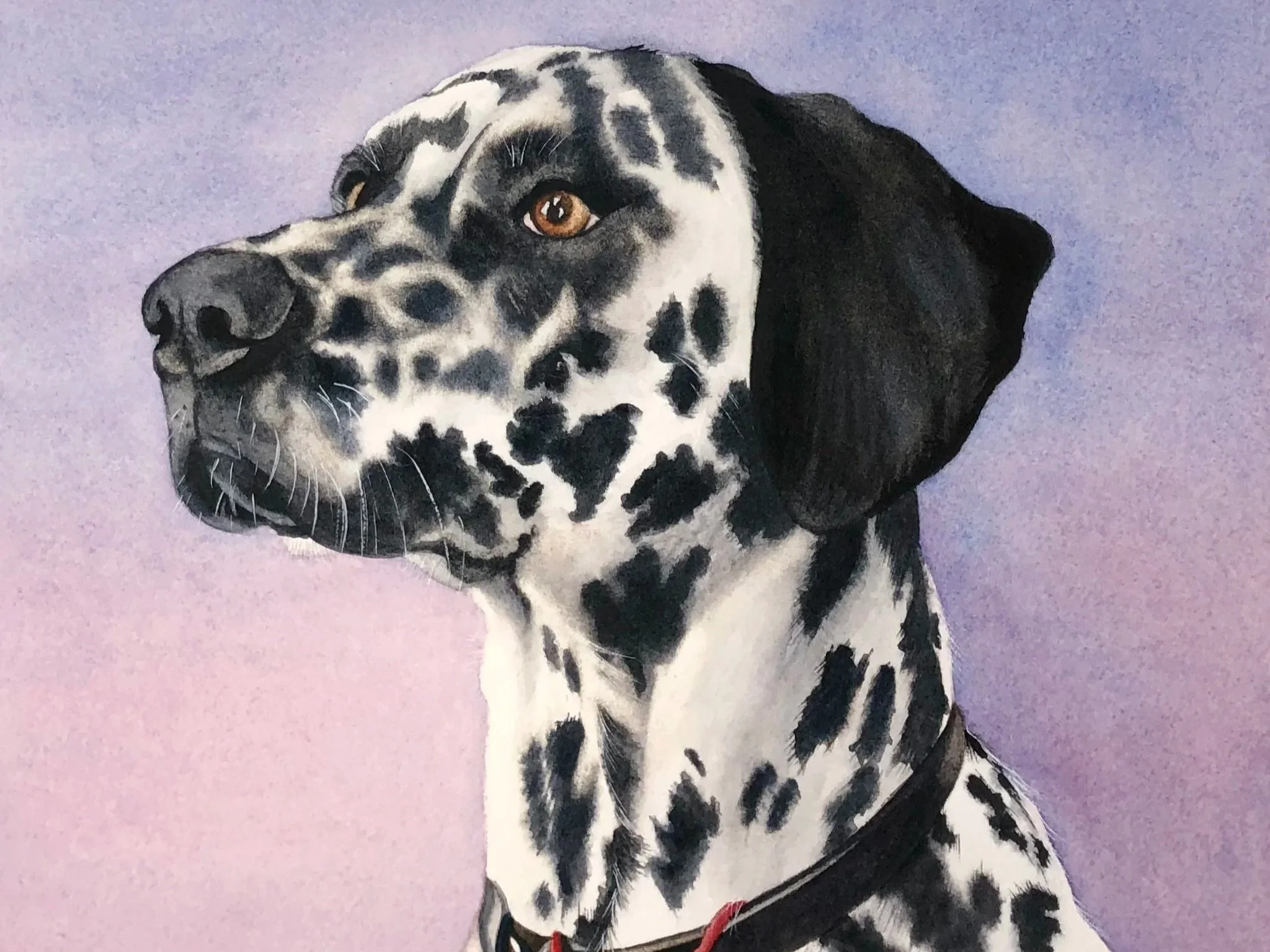 portrait of Dalmation dog