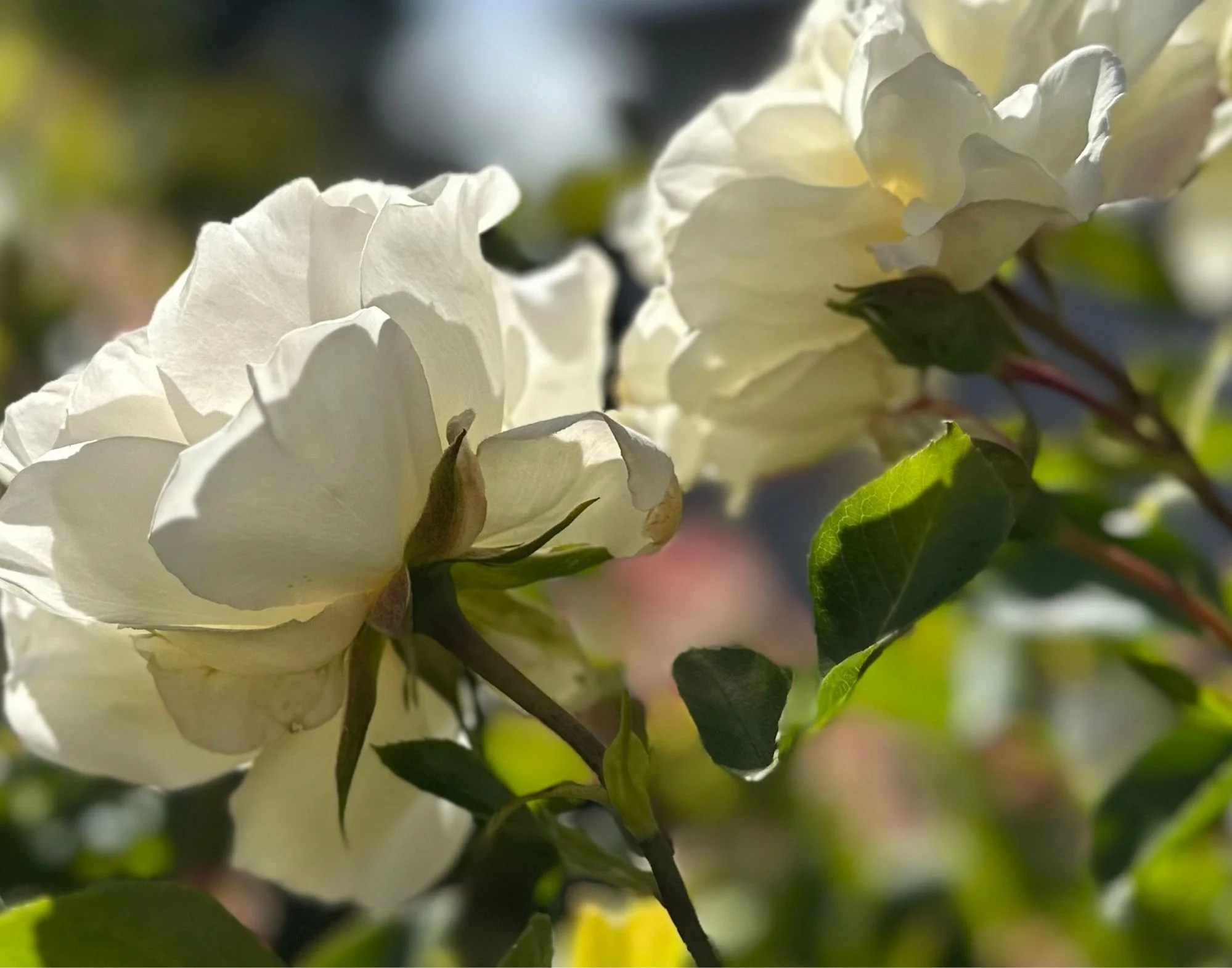 Creating a Bokeh Background