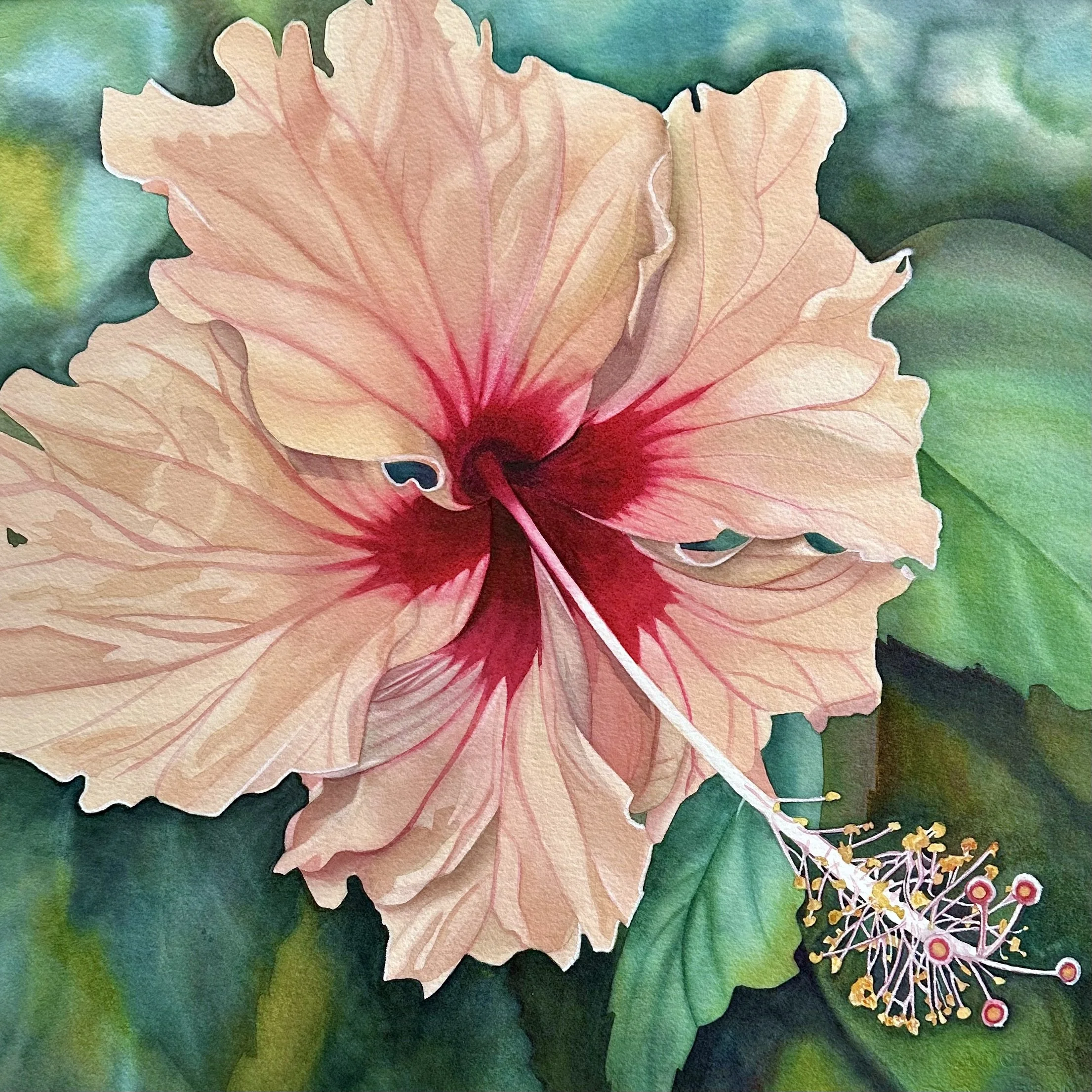 Blush of Barbados