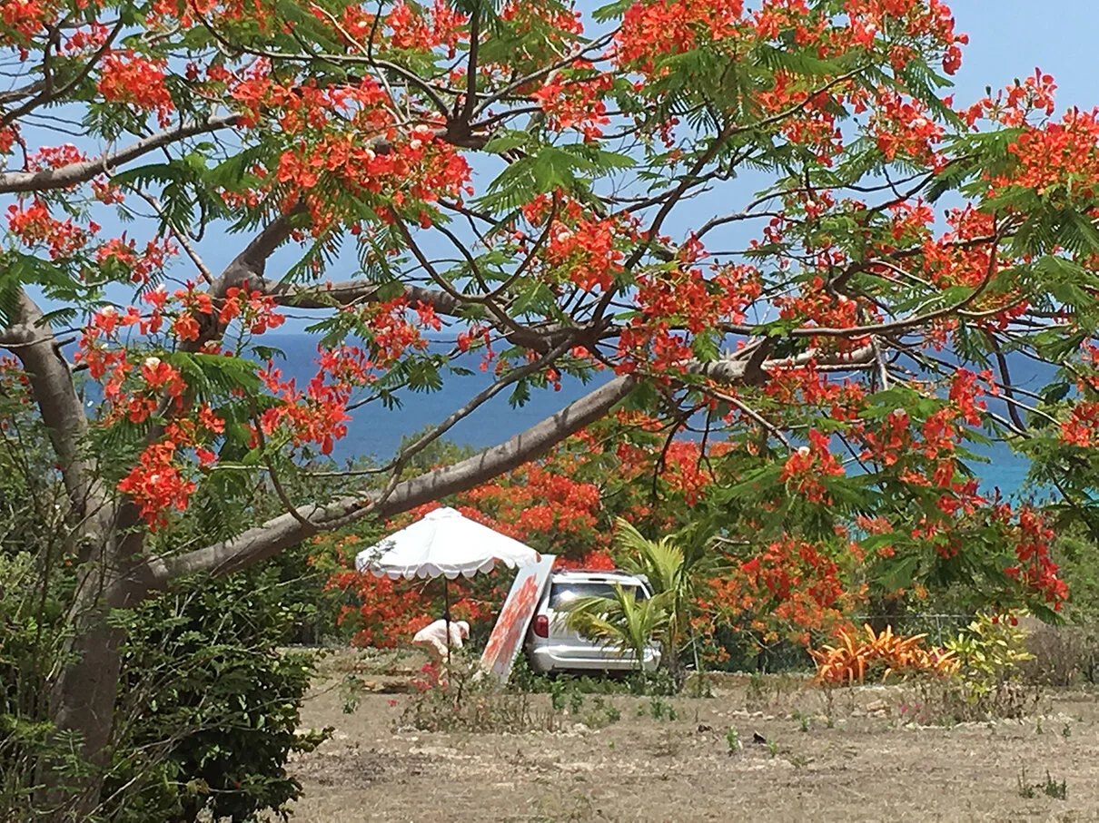 The Fiery Red Flamboyant Tree Roland Richardson