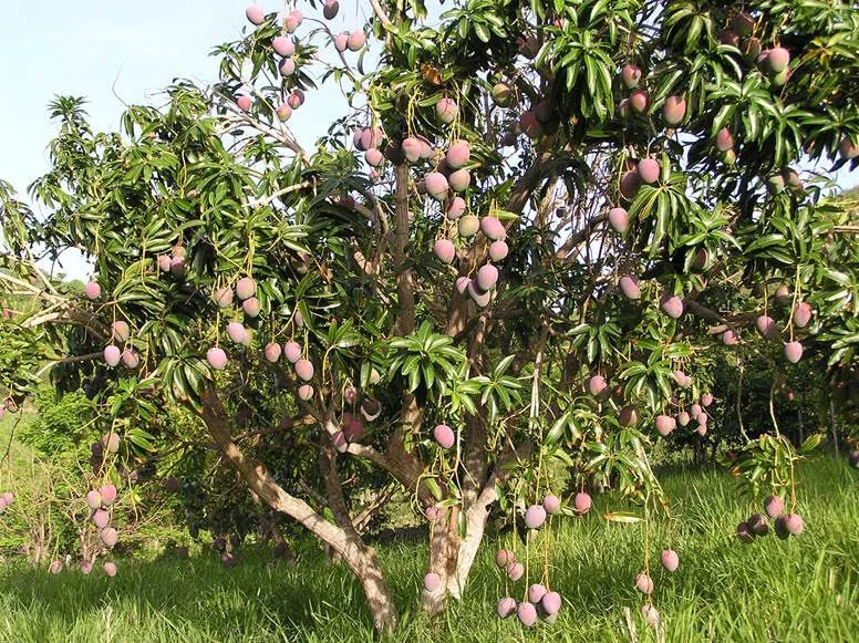 Grand Dangling Mangoes — Roland Richardson