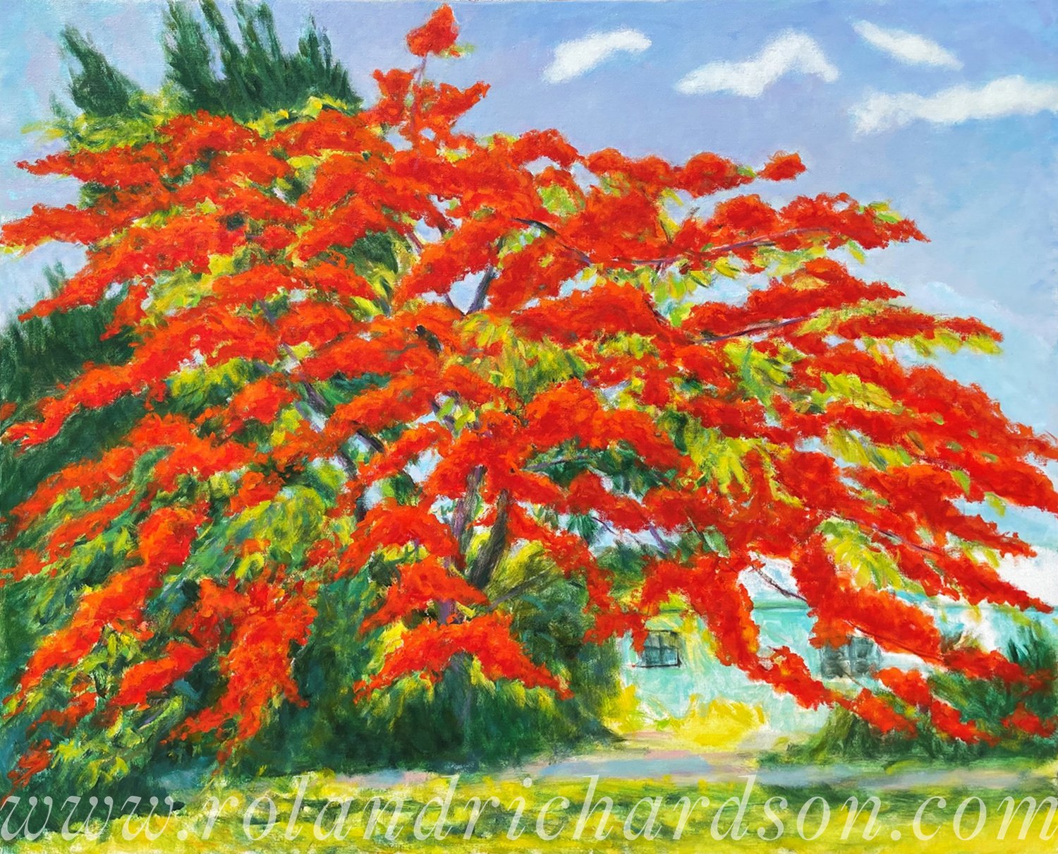 Flamboyant Full Bloom, Bayshore Drive — Roland Richardson