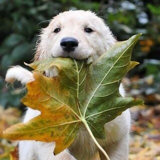 I just L🥰VE the Fall, don't you? ❤🧡💛🤎.

You know what else I love?!?!...#puppies in Fall😁

I hope everyone is taking time to be with their loves ones on these chilly mornings, sunny afternoons, and cozy evenings!

#studioqdesigns #allqedup #that
