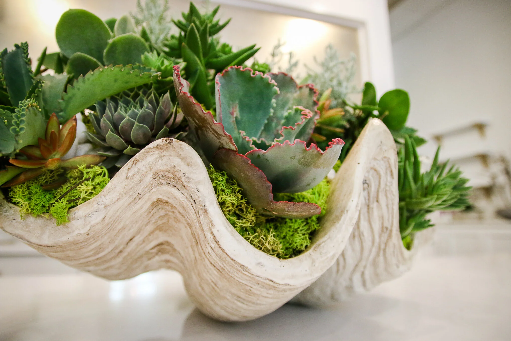 Summer Calls for Succulents
