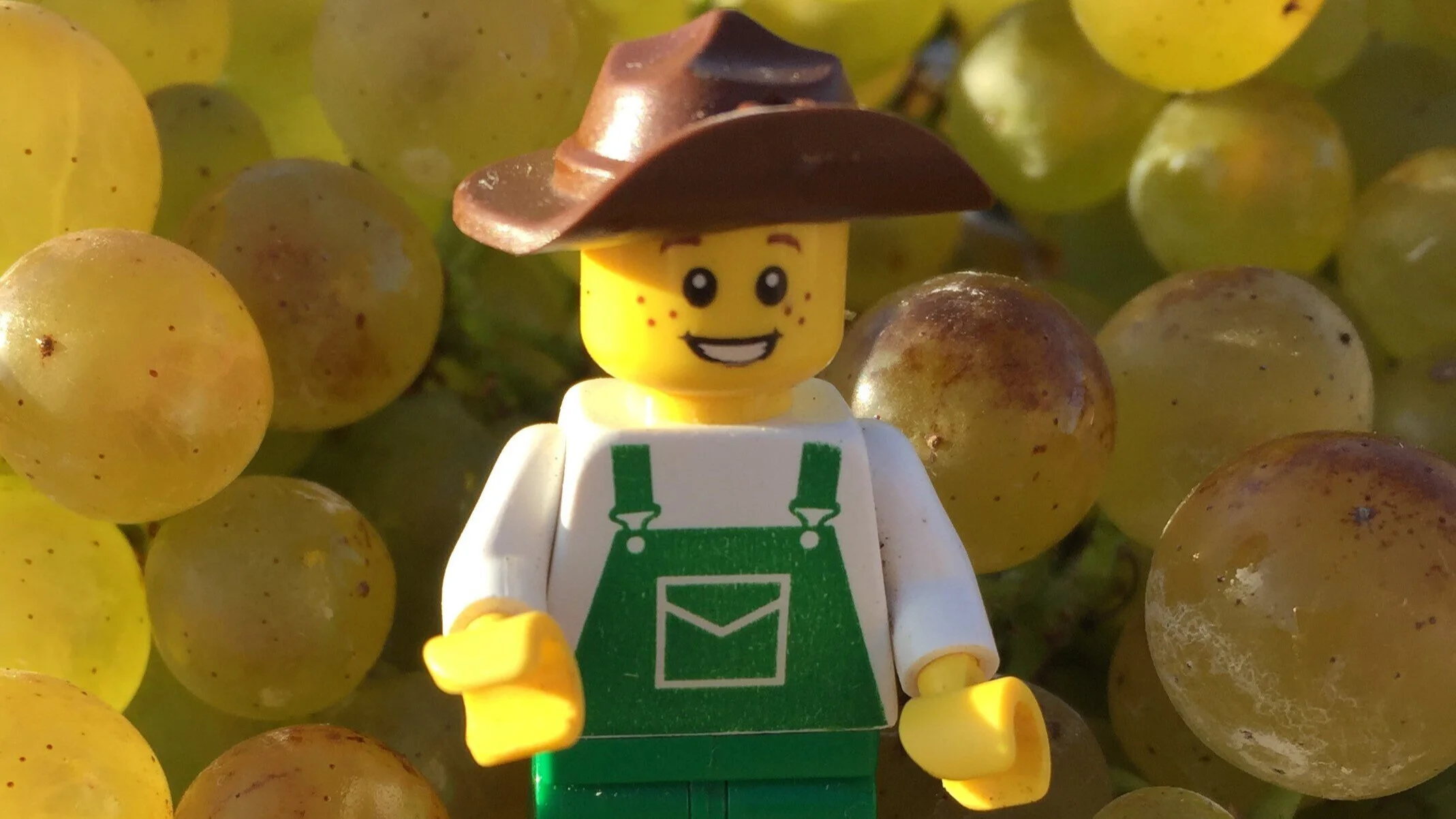 Heather+Collins+-+Picking+chardonnay.jpg