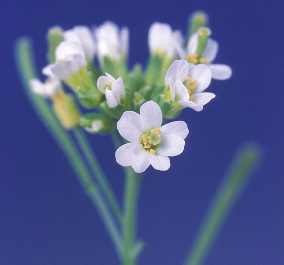 This tiny roadside weed - Arabidopsis thaliana &lsquo;Thale cress&rsquo; has been found to stop the spread of breast cancer without damaging healthy cells, according to British researchers 🌿❤️ 
.
.
.
.
.
.
.
.
.
.
#thalecress #arabidopsisthaliana #c
