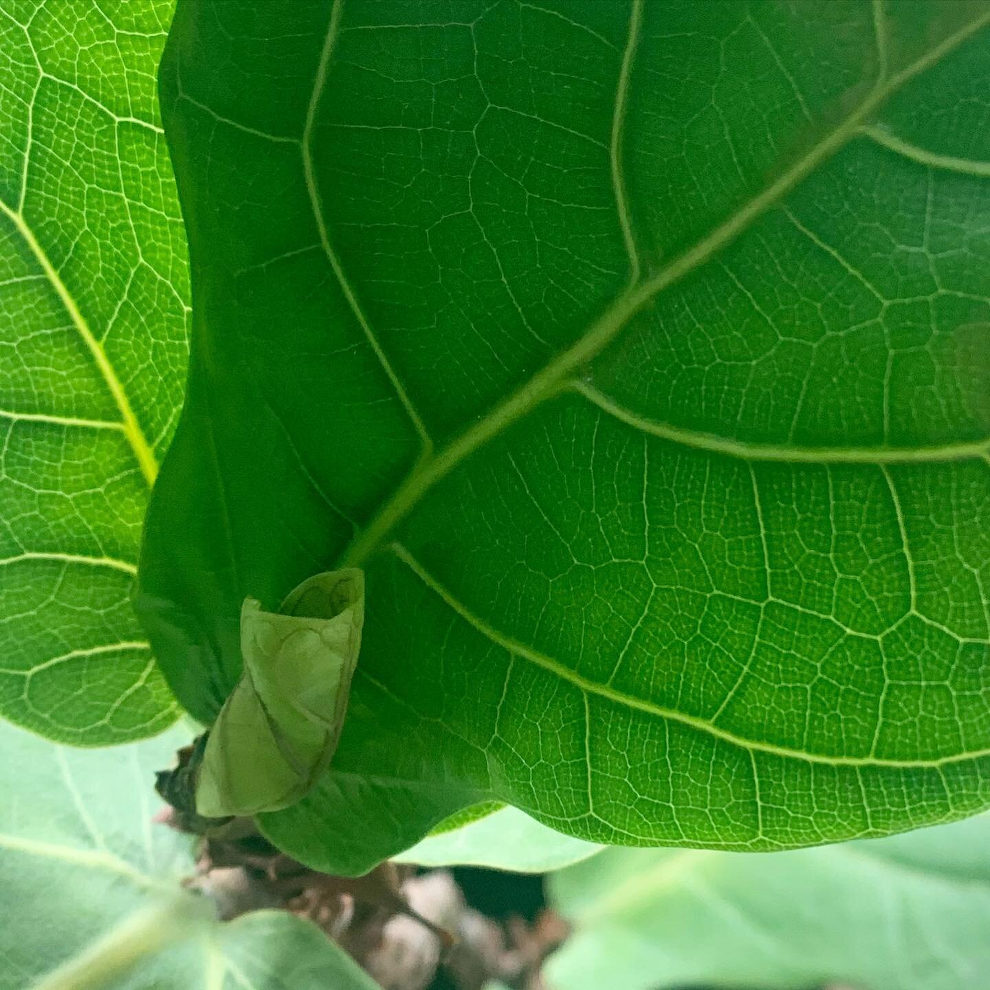 New growth on the Fiddle Leaf Fig 🌿 
.
.
.
.
.
.
.
.
.
.
.
#fiddleleaffig #indoorplant #rhs #plantsofinstagram #indoorgarden #gardendesign #amsterdam #battersea #tropicalplants #africanplants